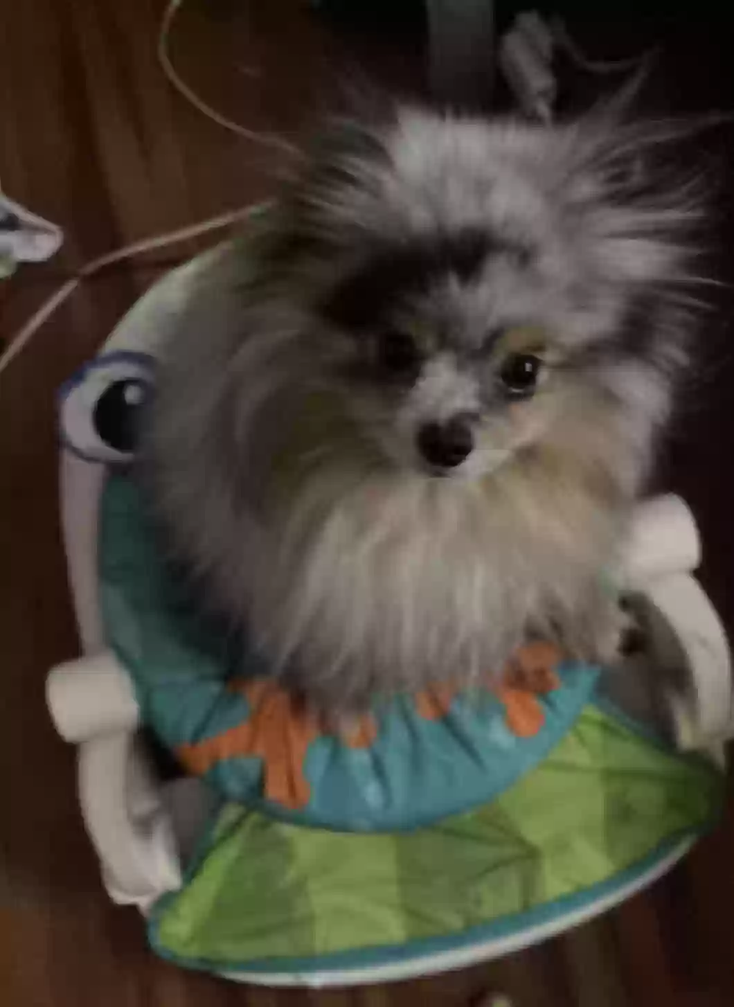 /lostandfound/images/lnfpets/original/168096_photo.webp