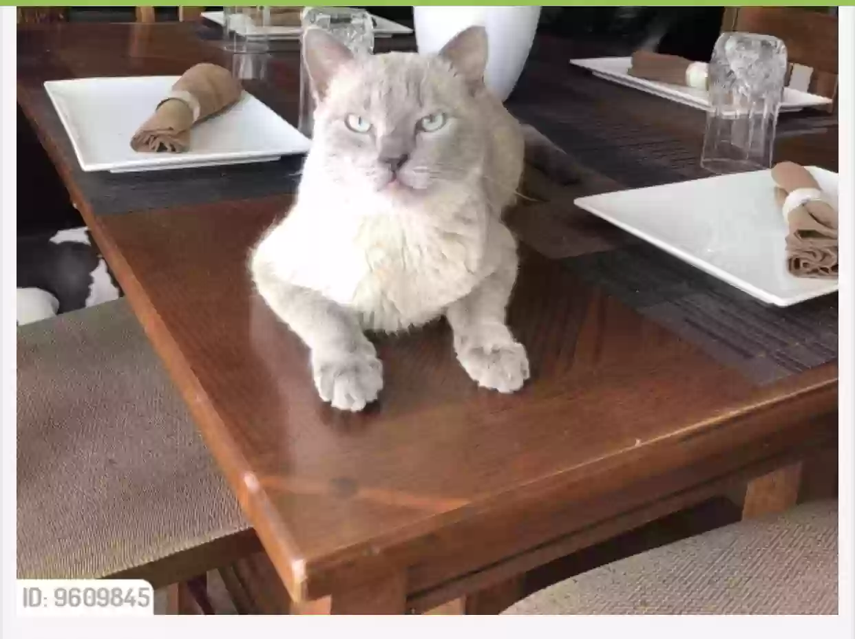 /lostandfound/images/lnfpets/original/168178_photo.webp