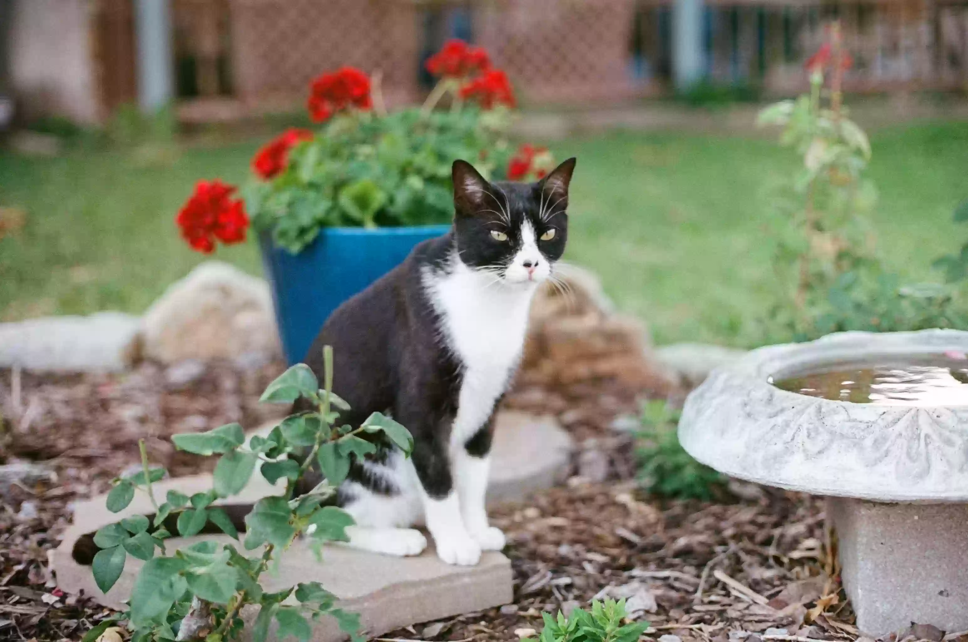 /lostandfound/images/lnfpets/original/168200_photo.webp