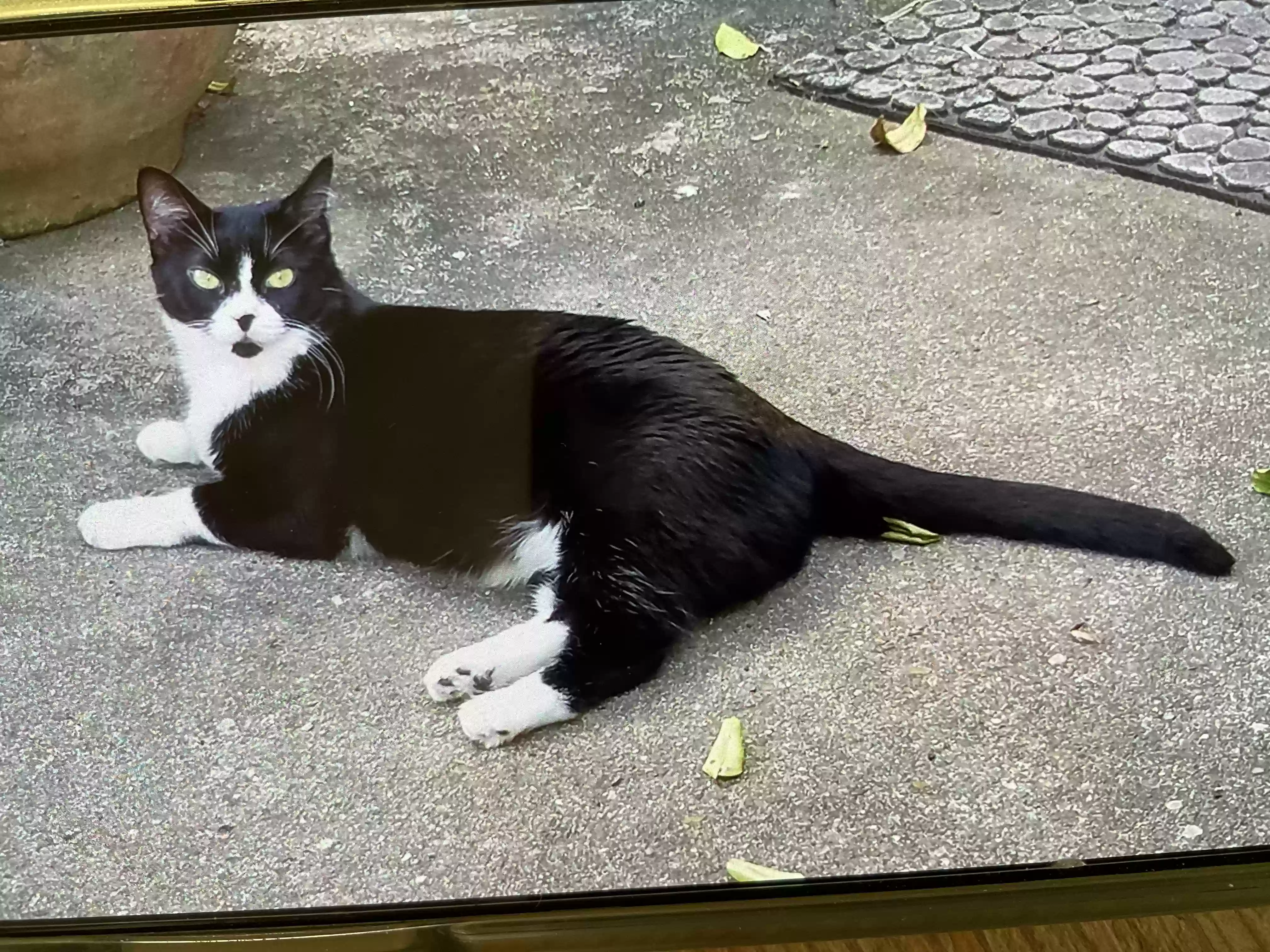 /lostandfound/images/lnfpets/original/168217_photo.webp