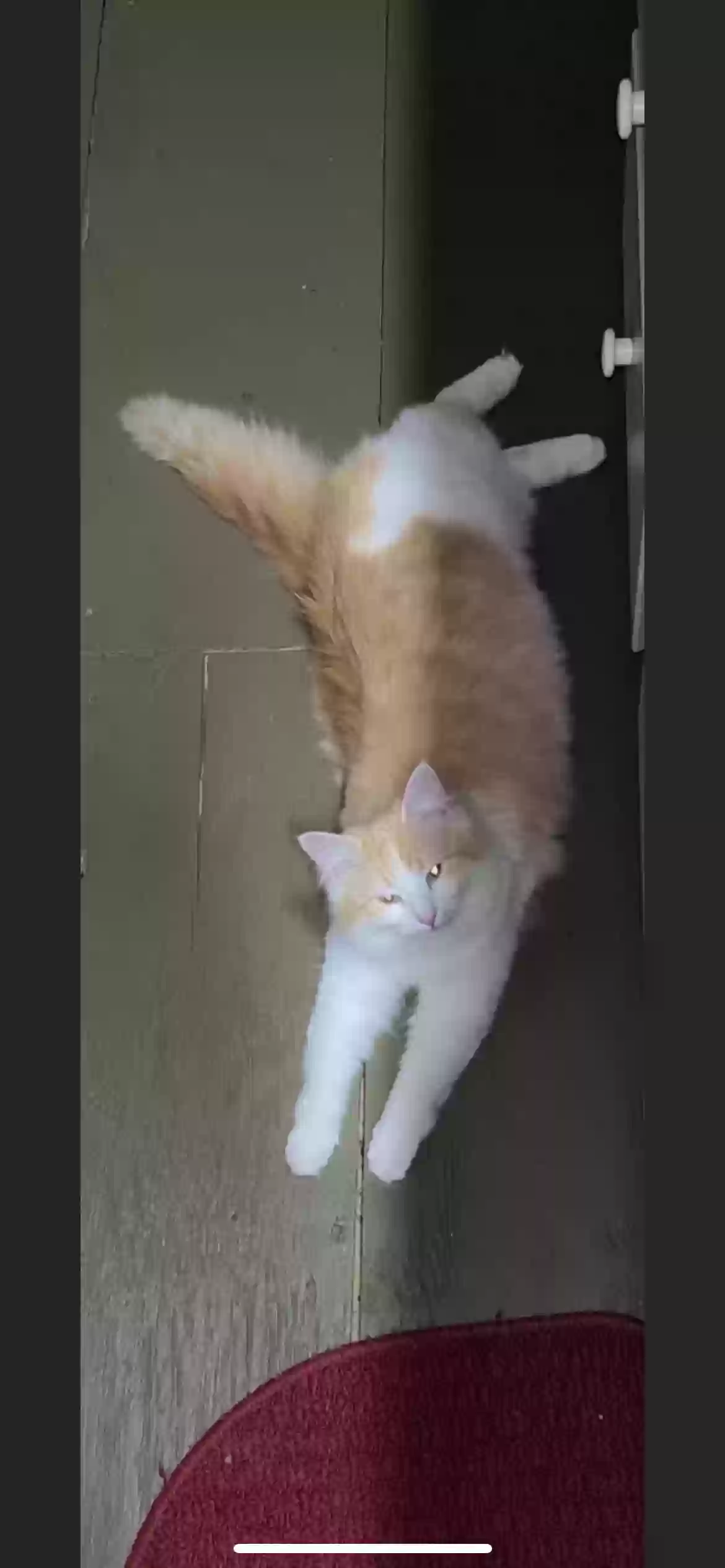 /lostandfound/images/lnfpets/original/168308_photo.webp