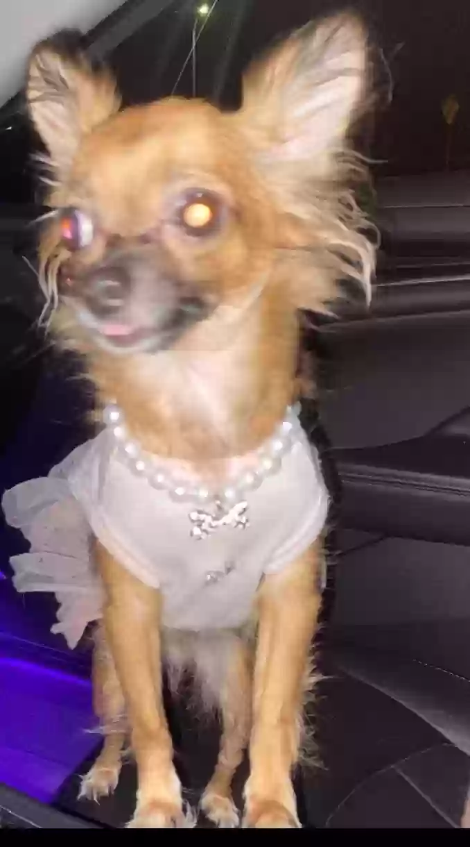 /lostandfound/images/lnfpets/original/168342_6507_Screenshot_20231021_161622_Nextdoor~2.webp