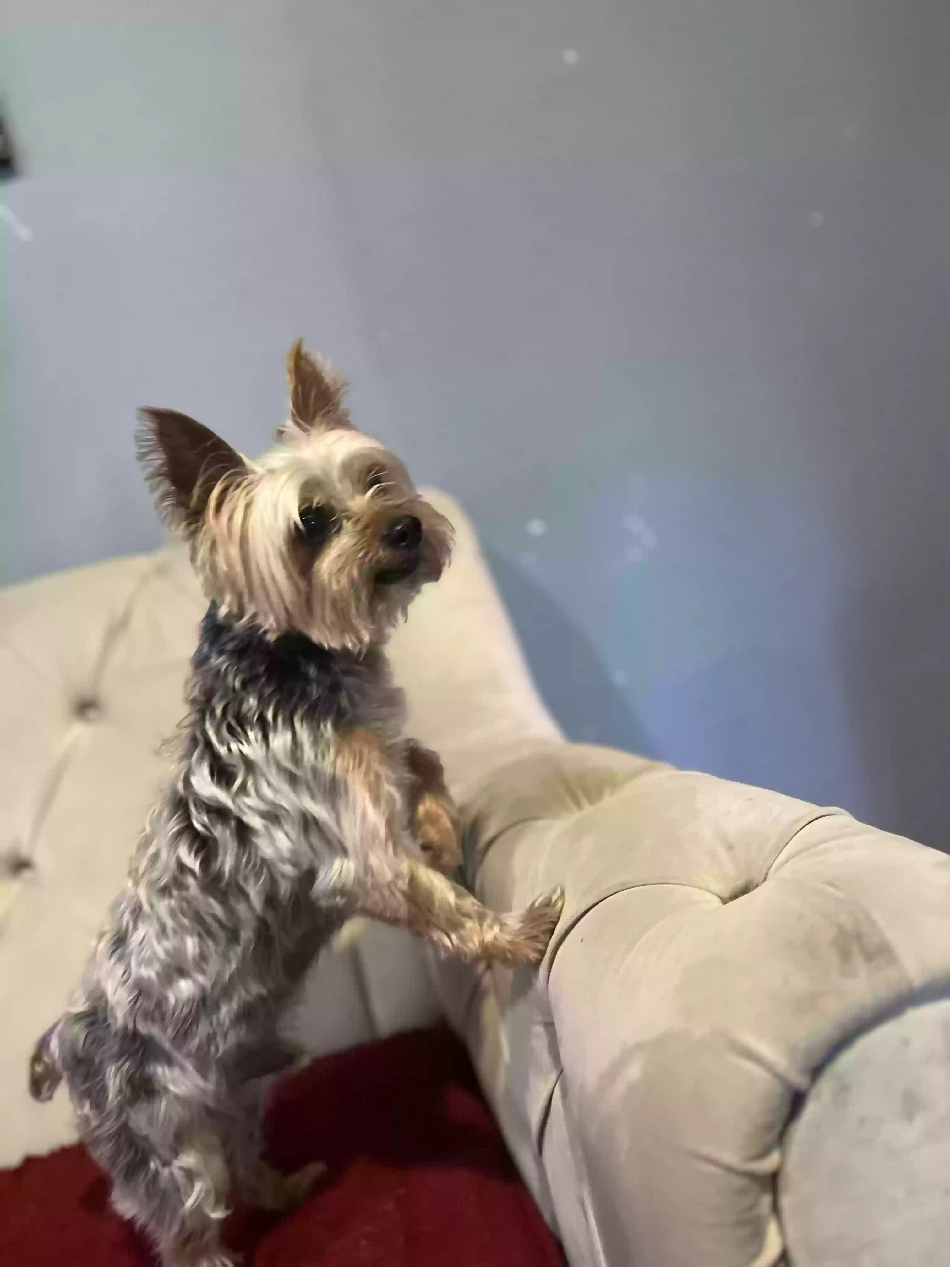 /lostandfound/images/lnfpets/original/168392_photo.webp