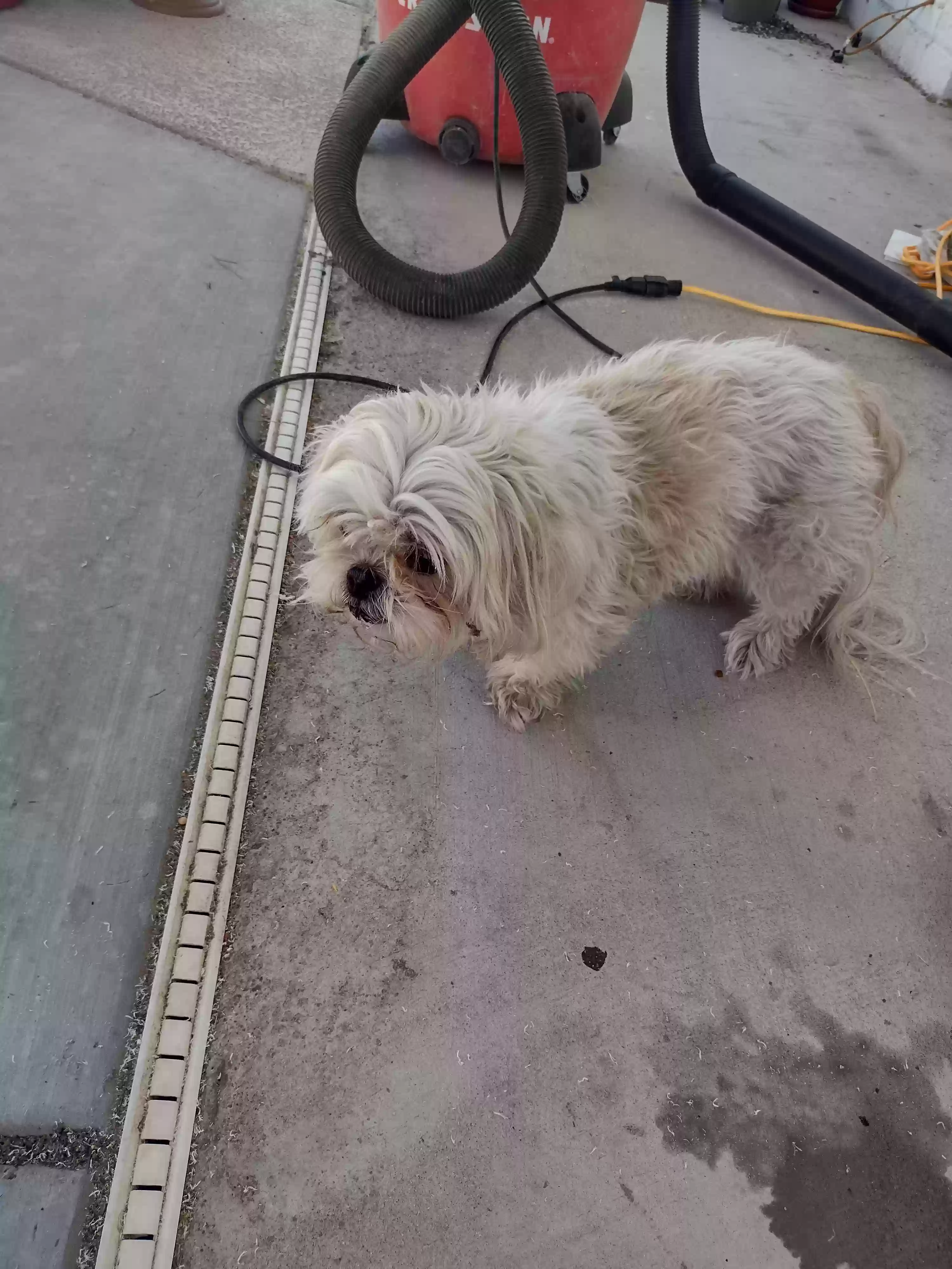 /lostandfound/images/lnfpets/original/168395_photo.webp