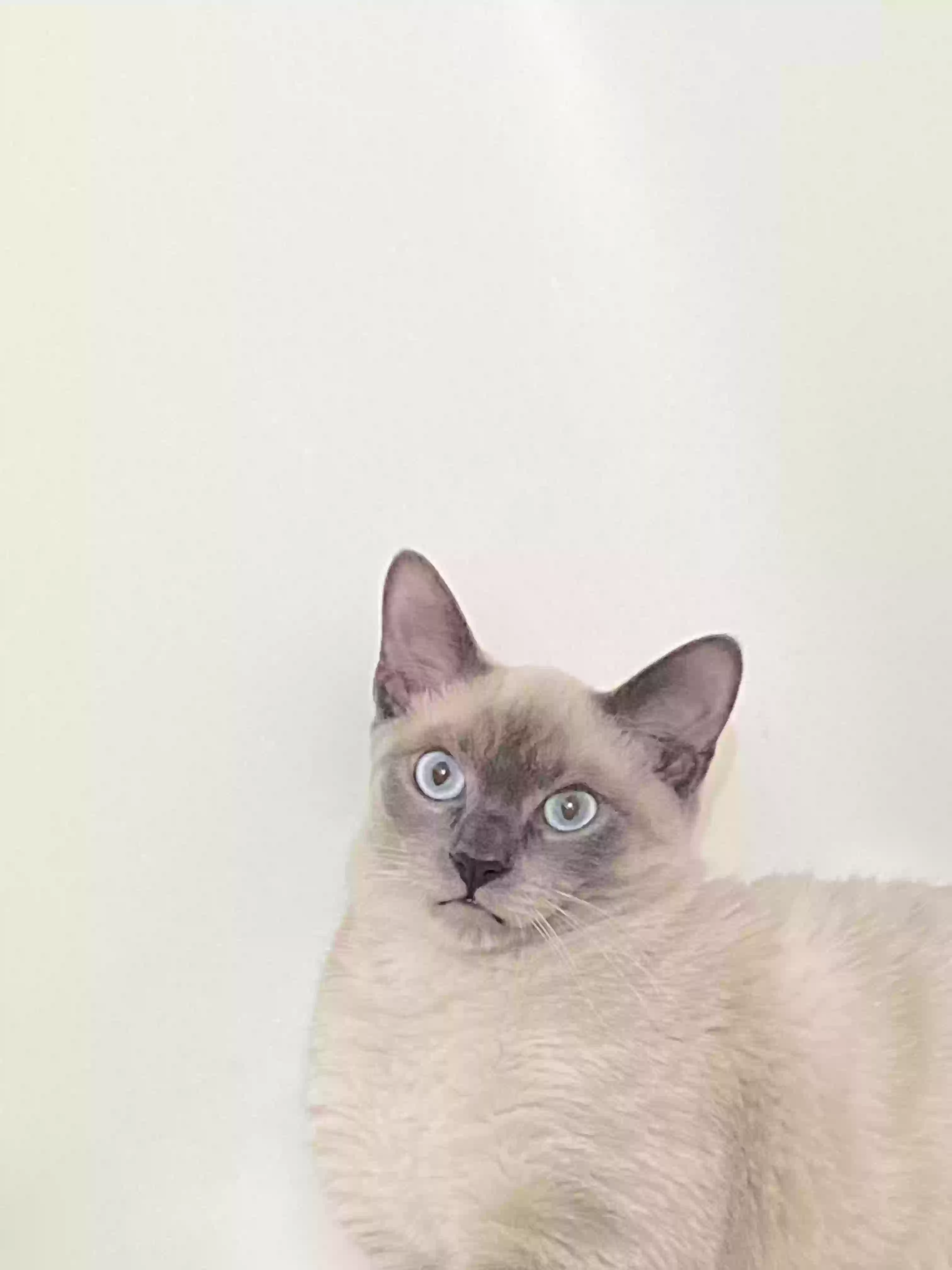 /lostandfound/images/lnfpets/original/168417_photo.webp