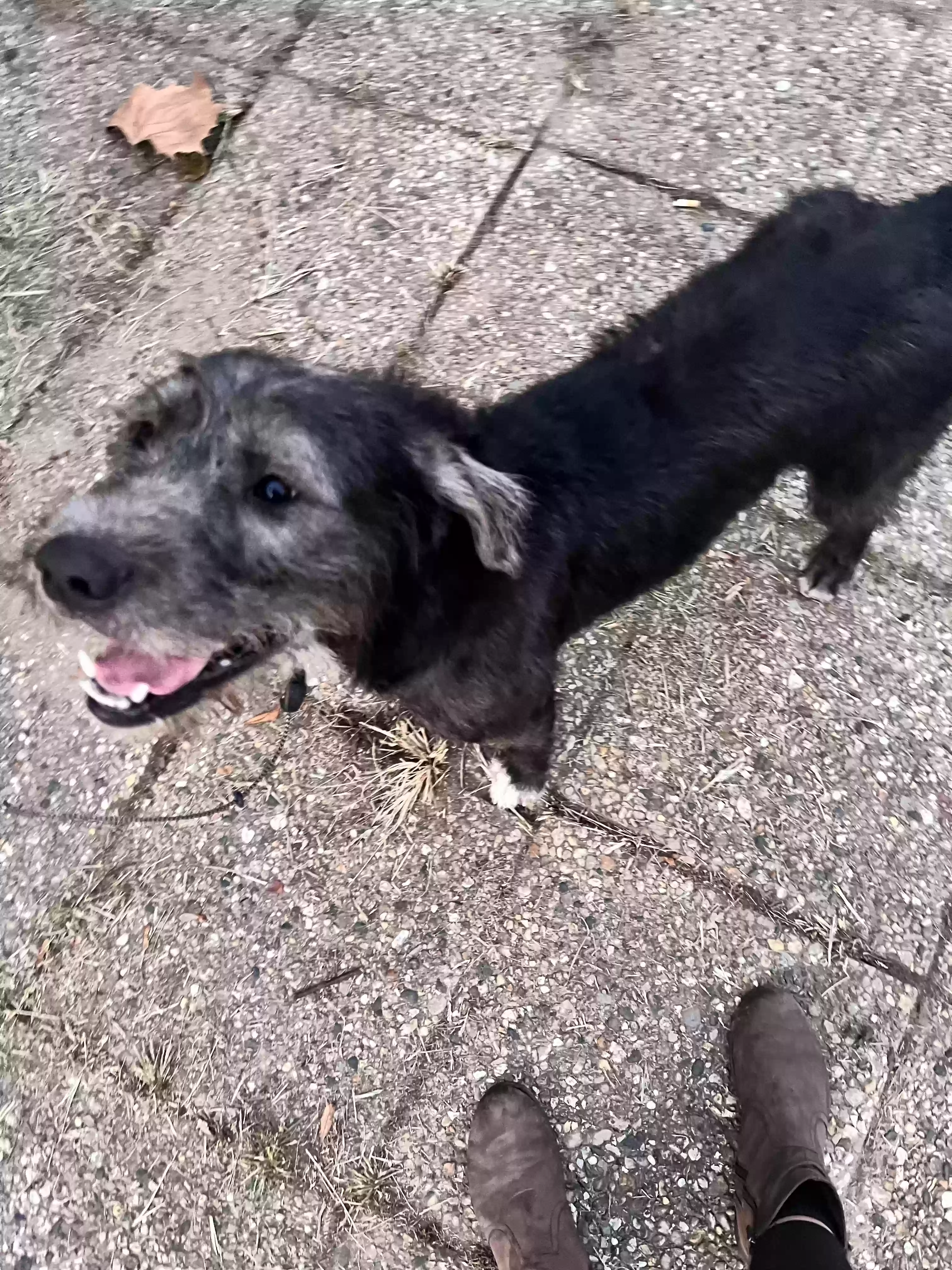 /lostandfound/images/lnfpets/original/168499_photo.webp