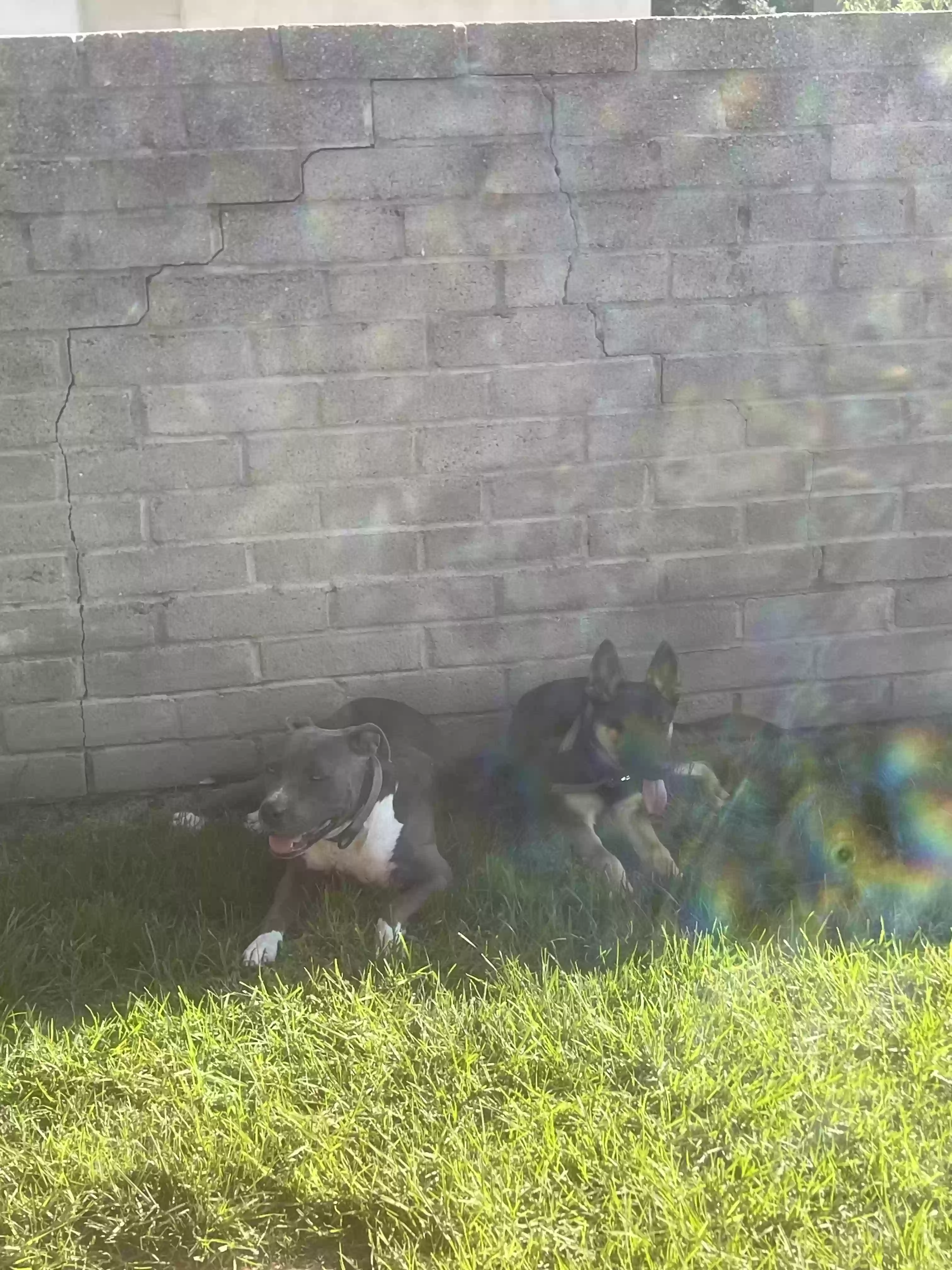/lostandfound/images/lnfpets/original/168697_photo.webp