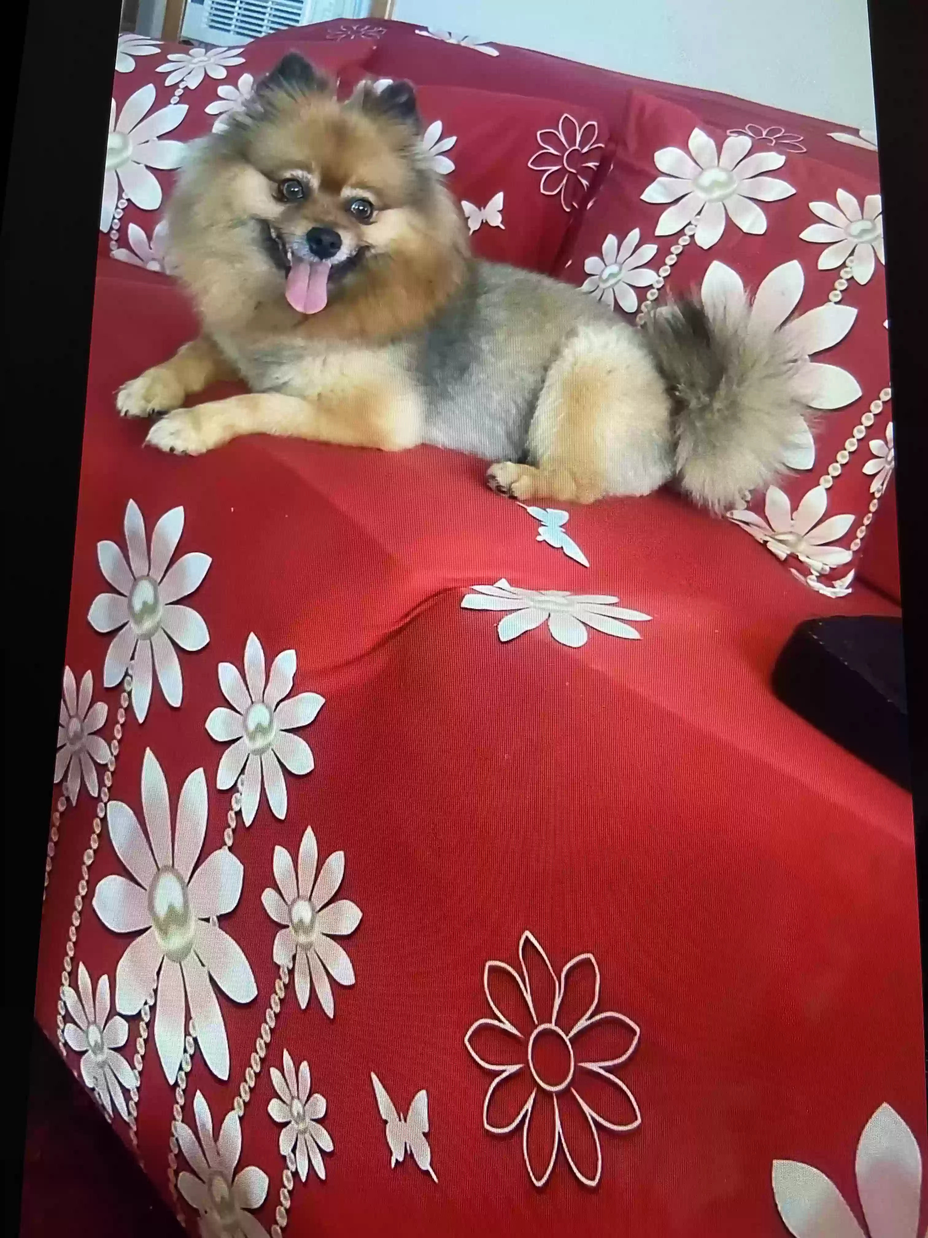 /lostandfound/images/lnfpets/original/168776_photo.webp
