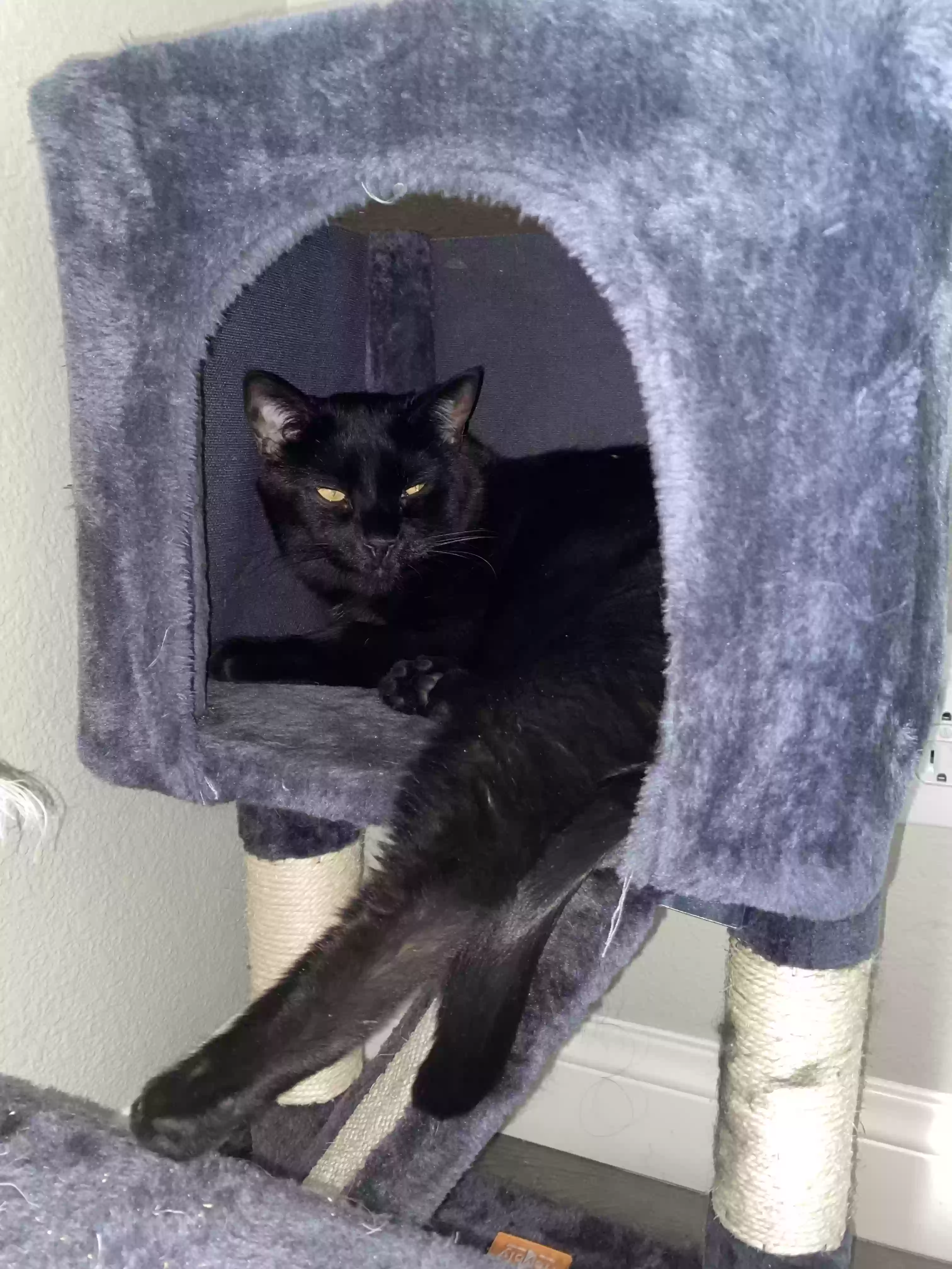 /lostandfound/images/lnfpets/original/168921_photo.webp