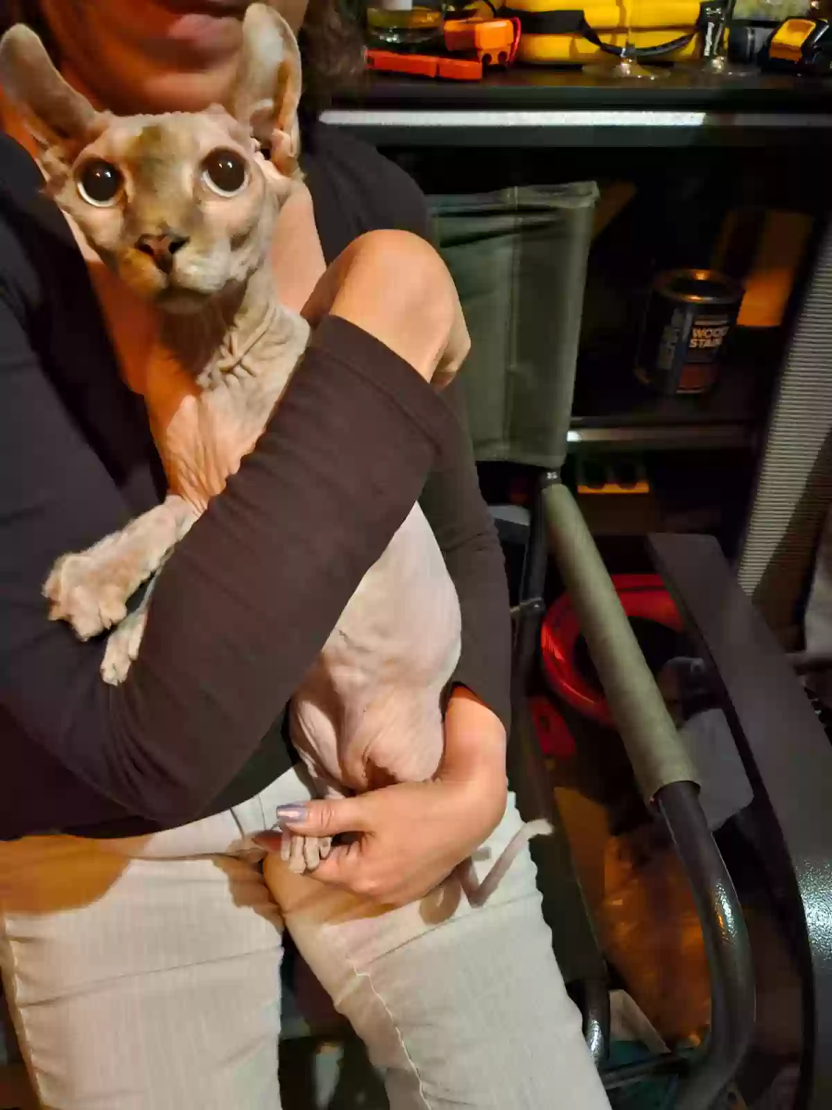 /lostandfound/images/lnfpets/original/168952_photo.webp