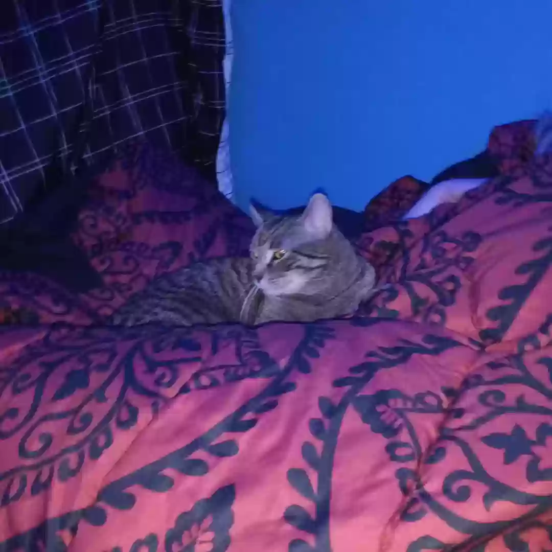 /lostandfound/images/lnfpets/original/168958_photo.webp