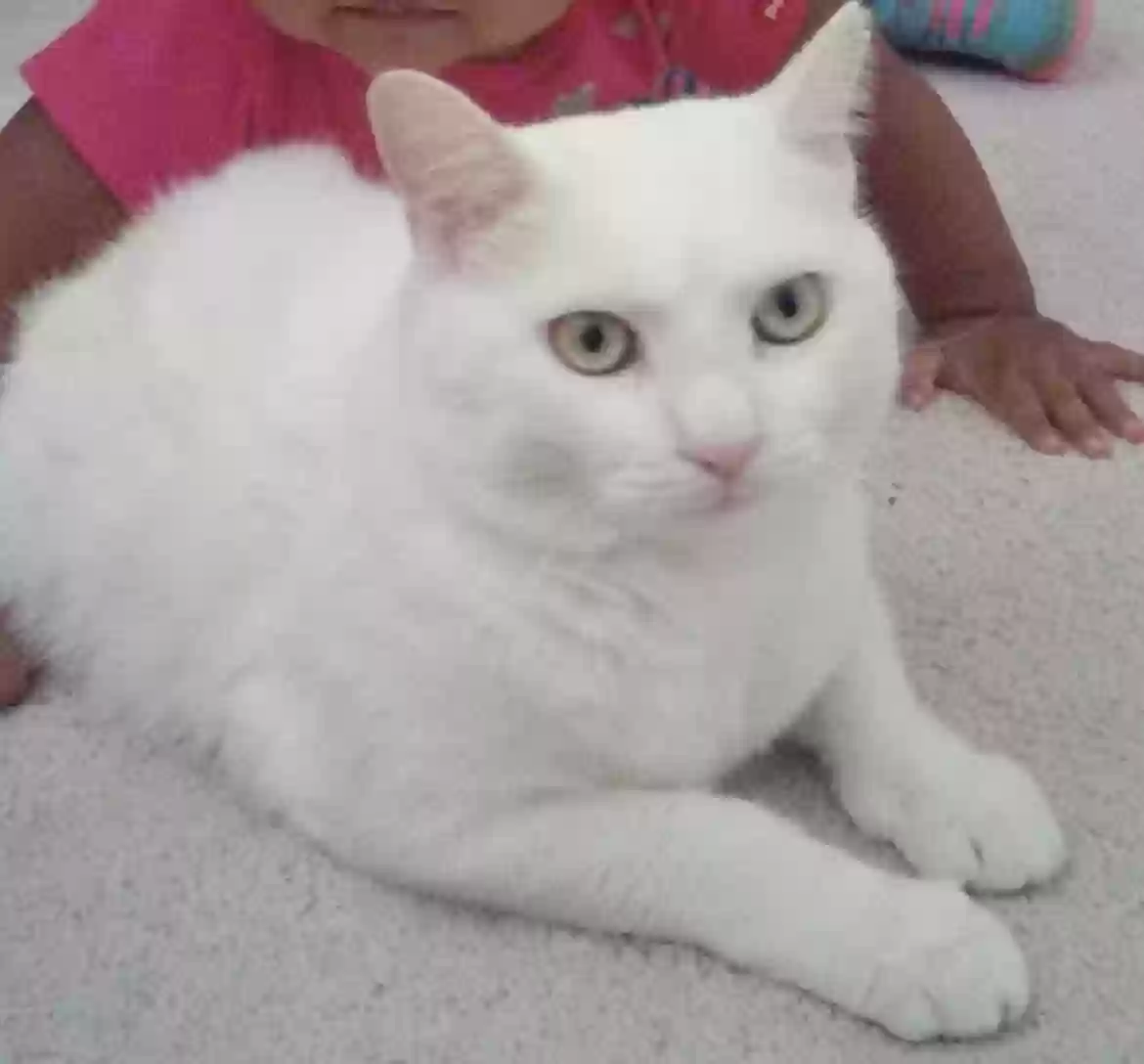 /lostandfound/images/lnfpets/original/169002_photo.webp