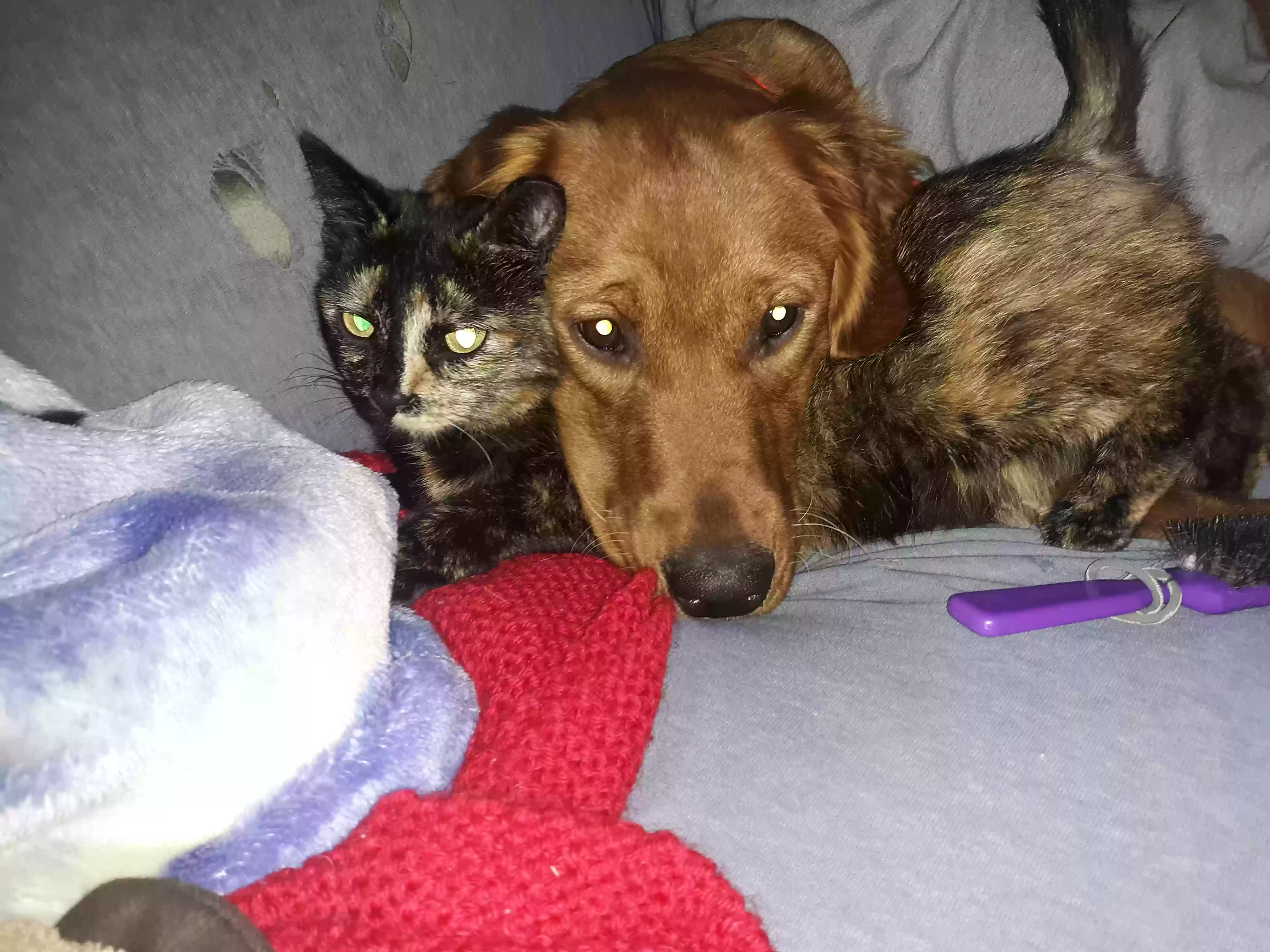 /lostandfound/images/lnfpets/original/169007_photo.webp