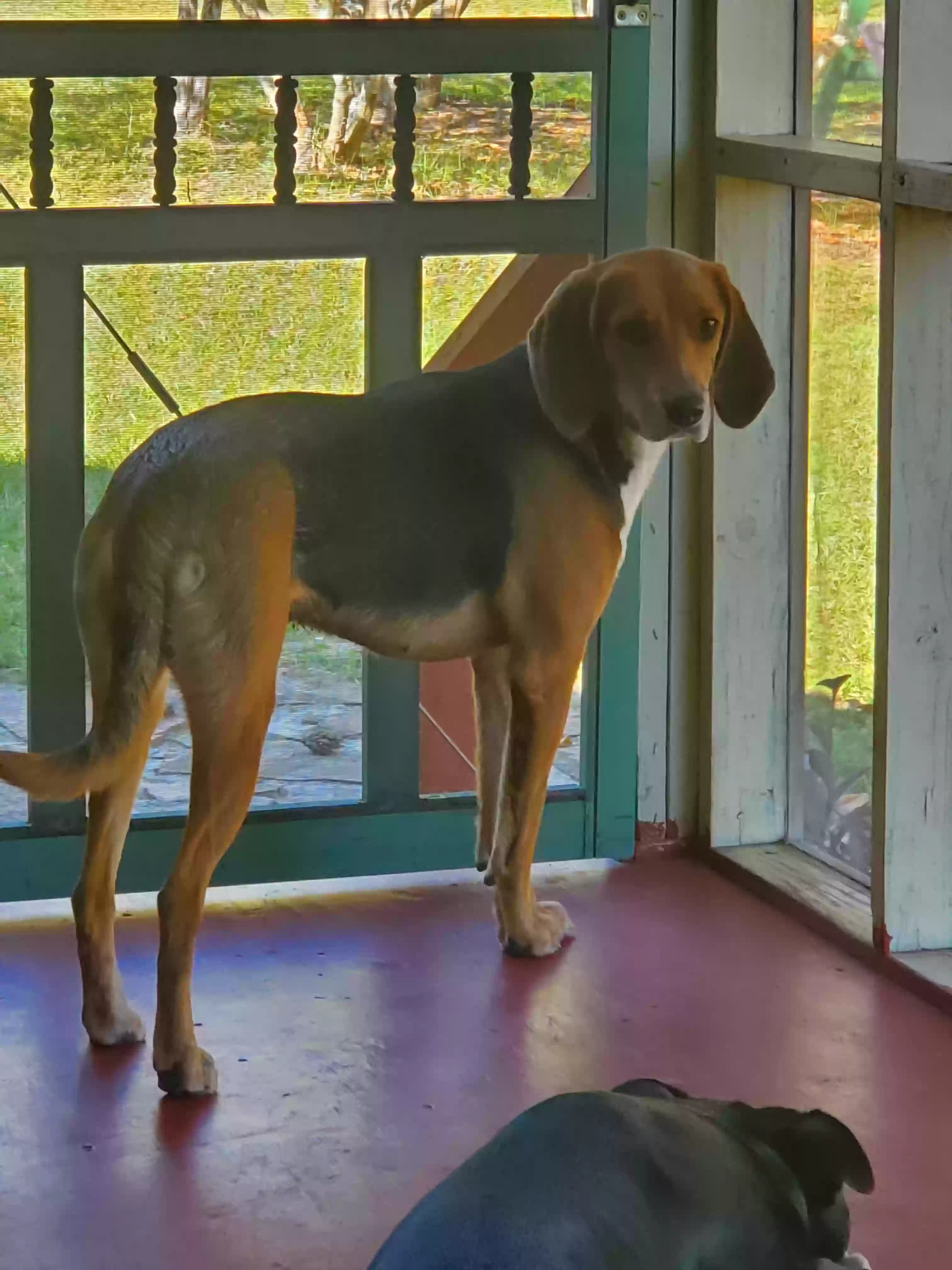 /lostandfound/images/lnfpets/original/169018_photo.webp
