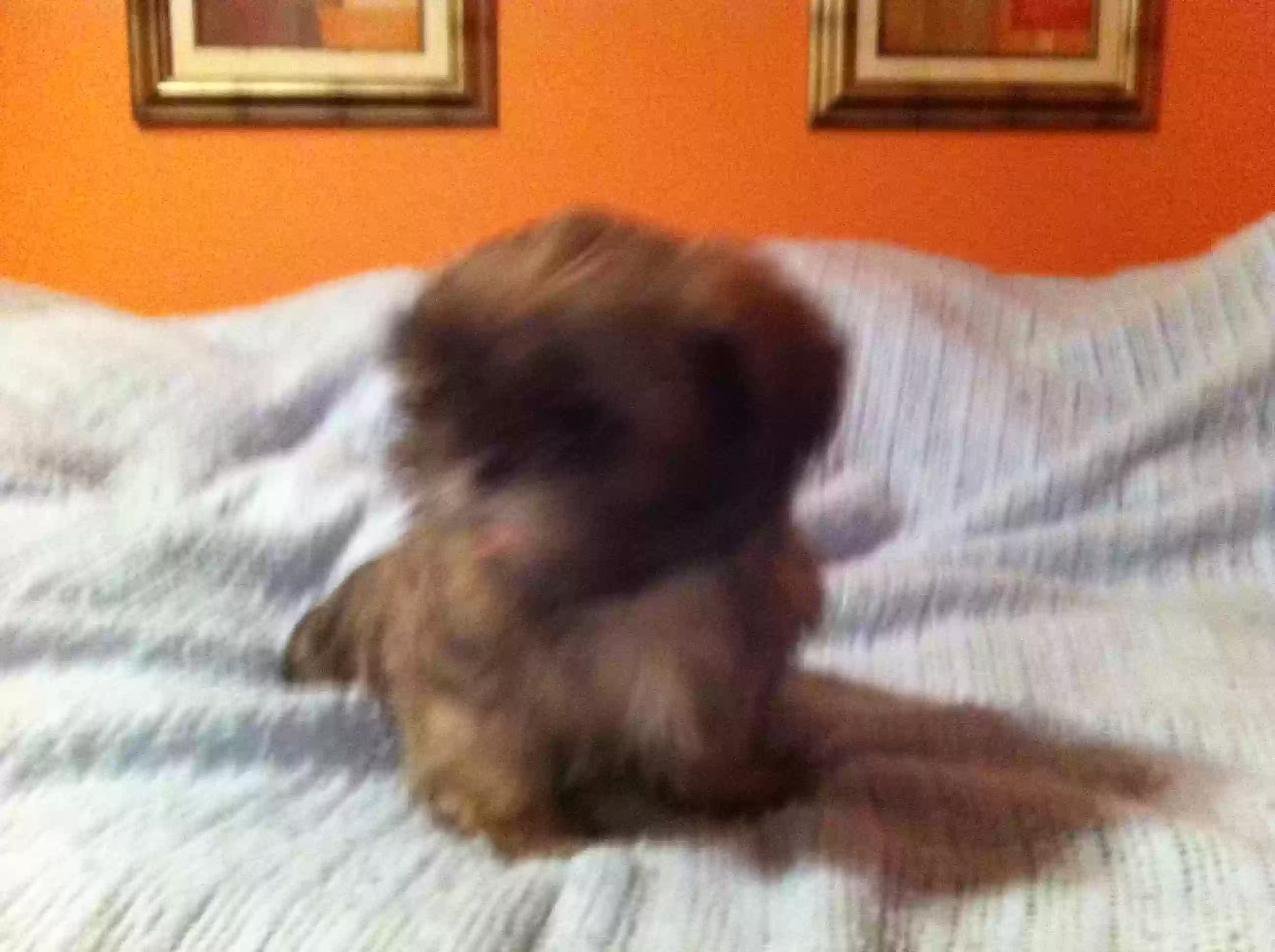 /lostandfound/images/lnfpets/original/169062_photo.webp