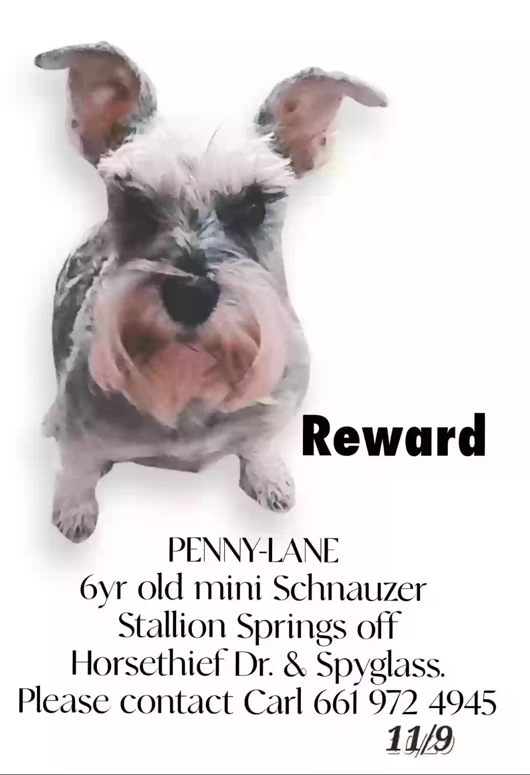 /lostandfound/images/lnfpets/original/169067_photo.webp
