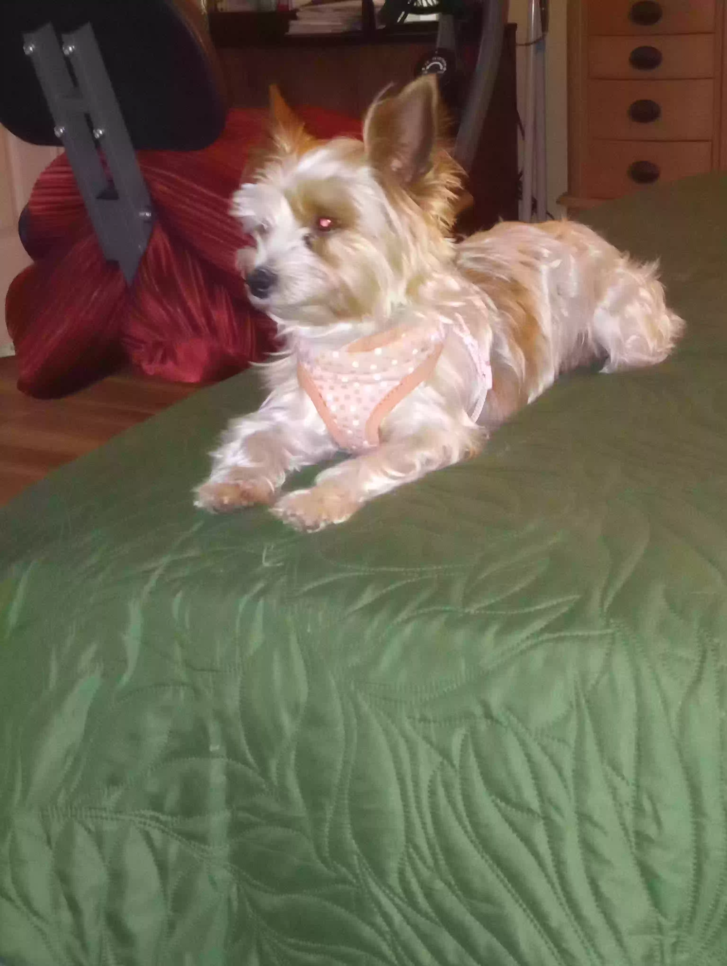 /lostandfound/images/lnfpets/original/169079_photo.webp