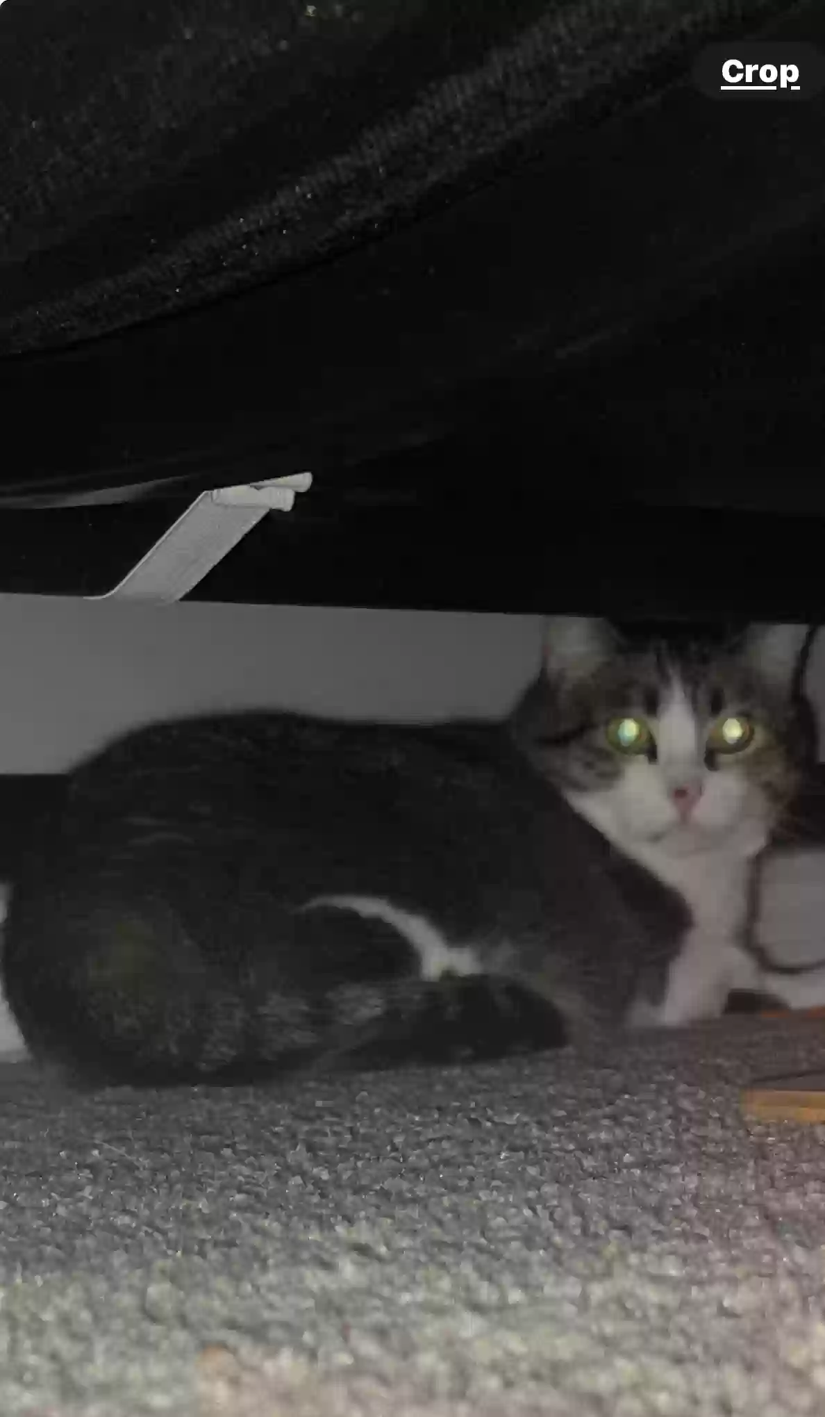 /lostandfound/images/lnfpets/original/169094_photo.webp