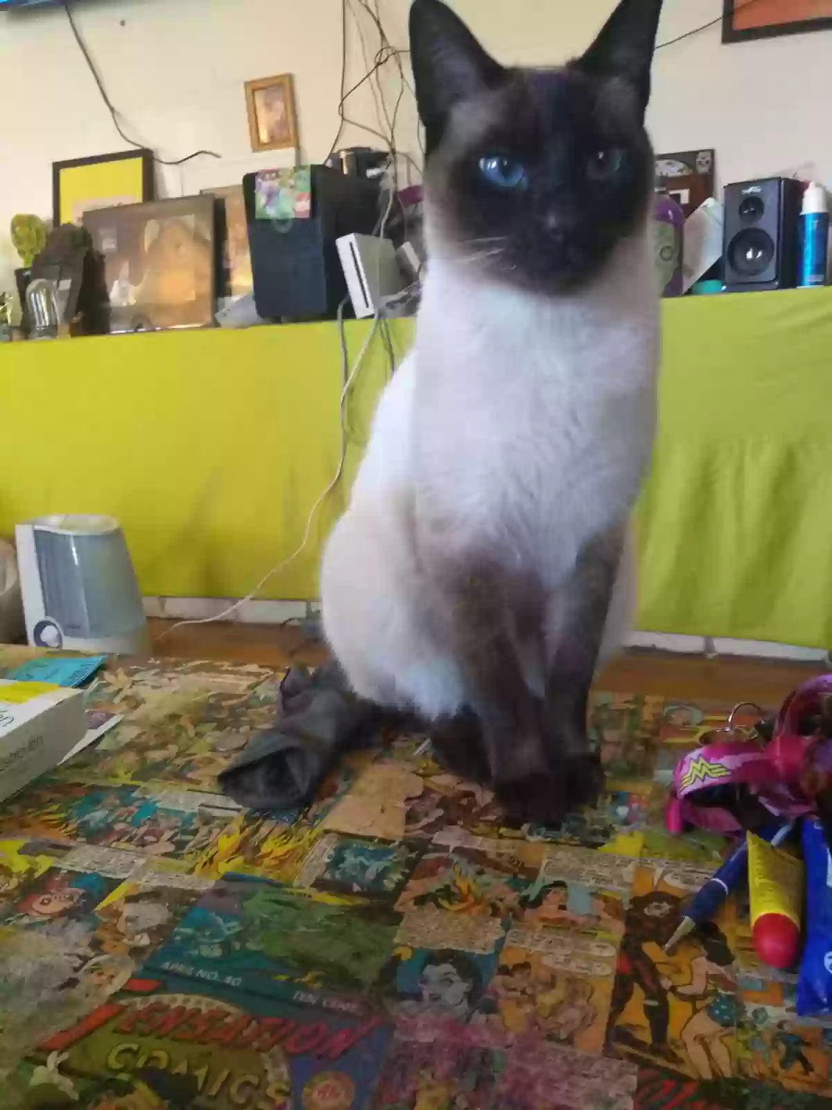 /lostandfound/images/lnfpets/original/169121_photo.webp