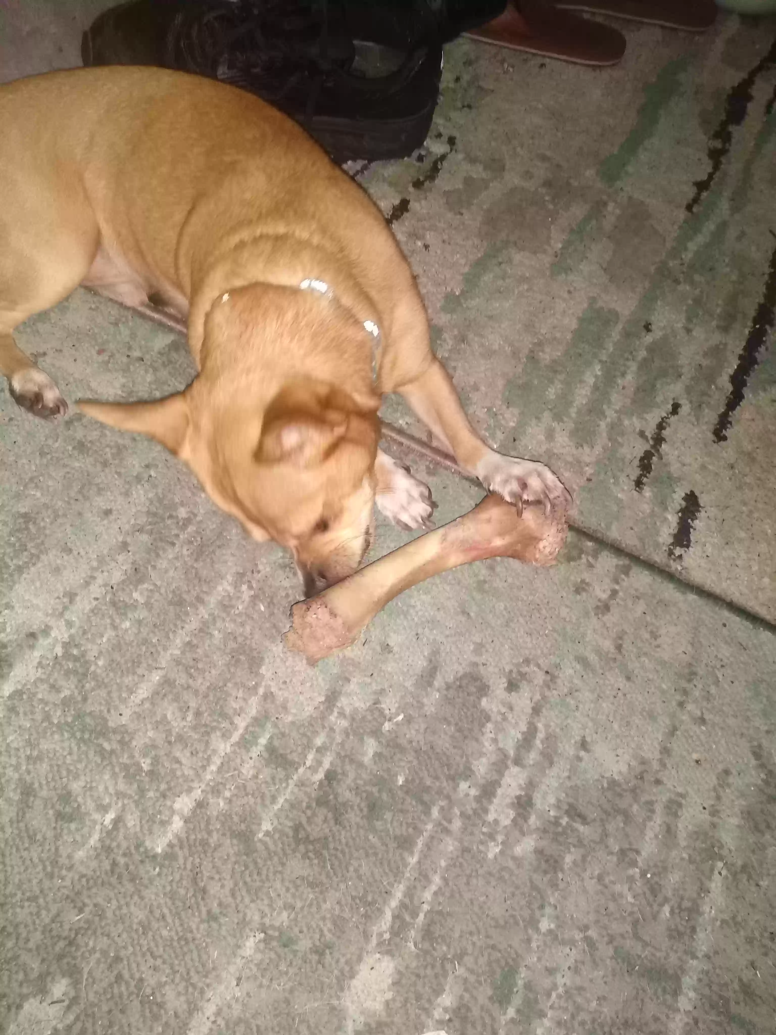/lostandfound/images/lnfpets/original/169141_photo.webp