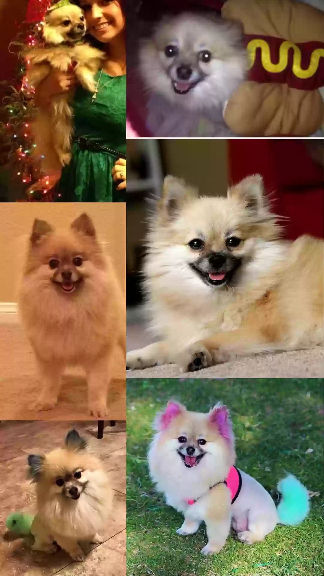 /lostandfound/images/lnfpets/original/169147_photo.webp