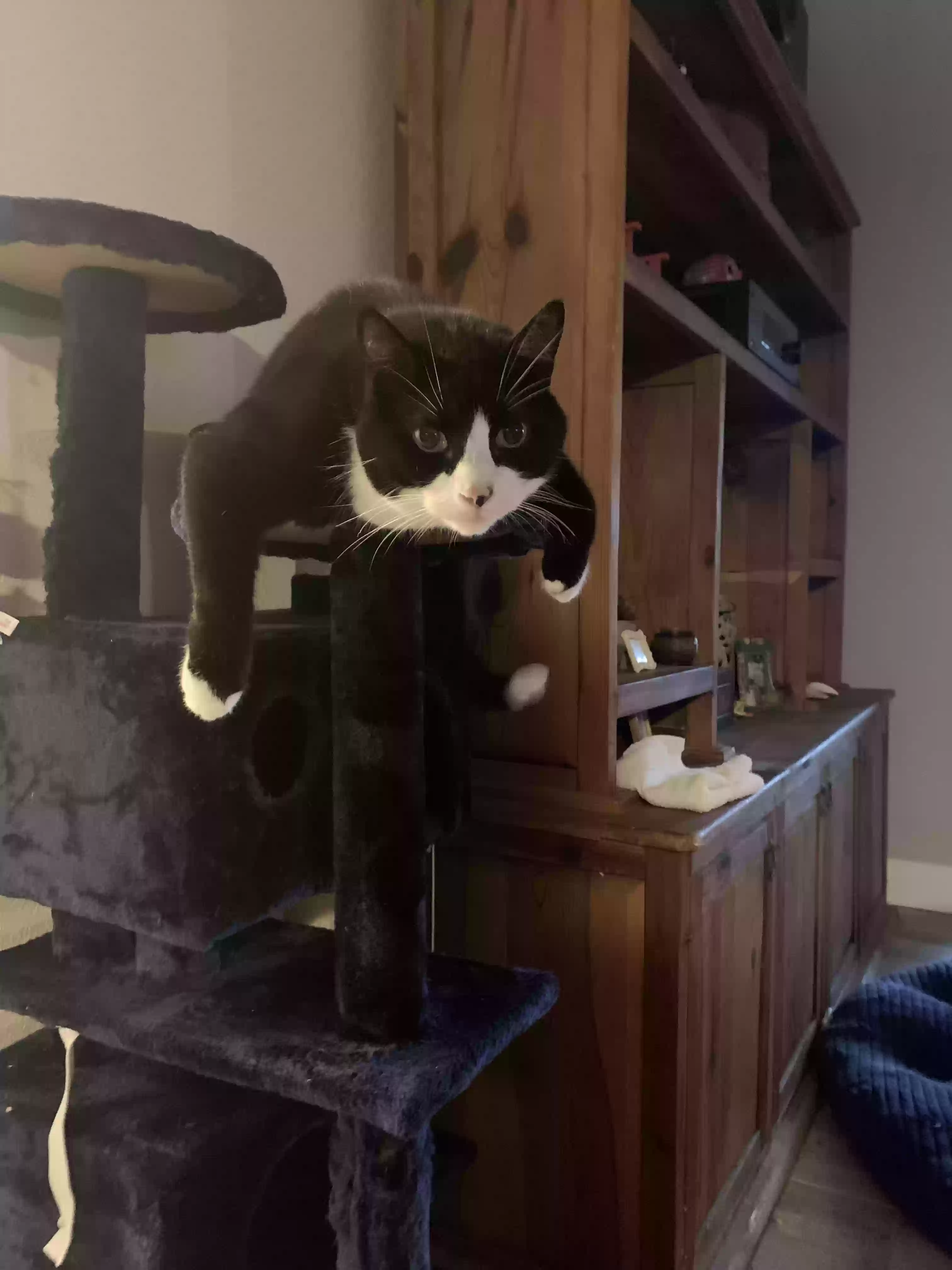 /lostandfound/images/lnfpets/original/169196_photo.webp