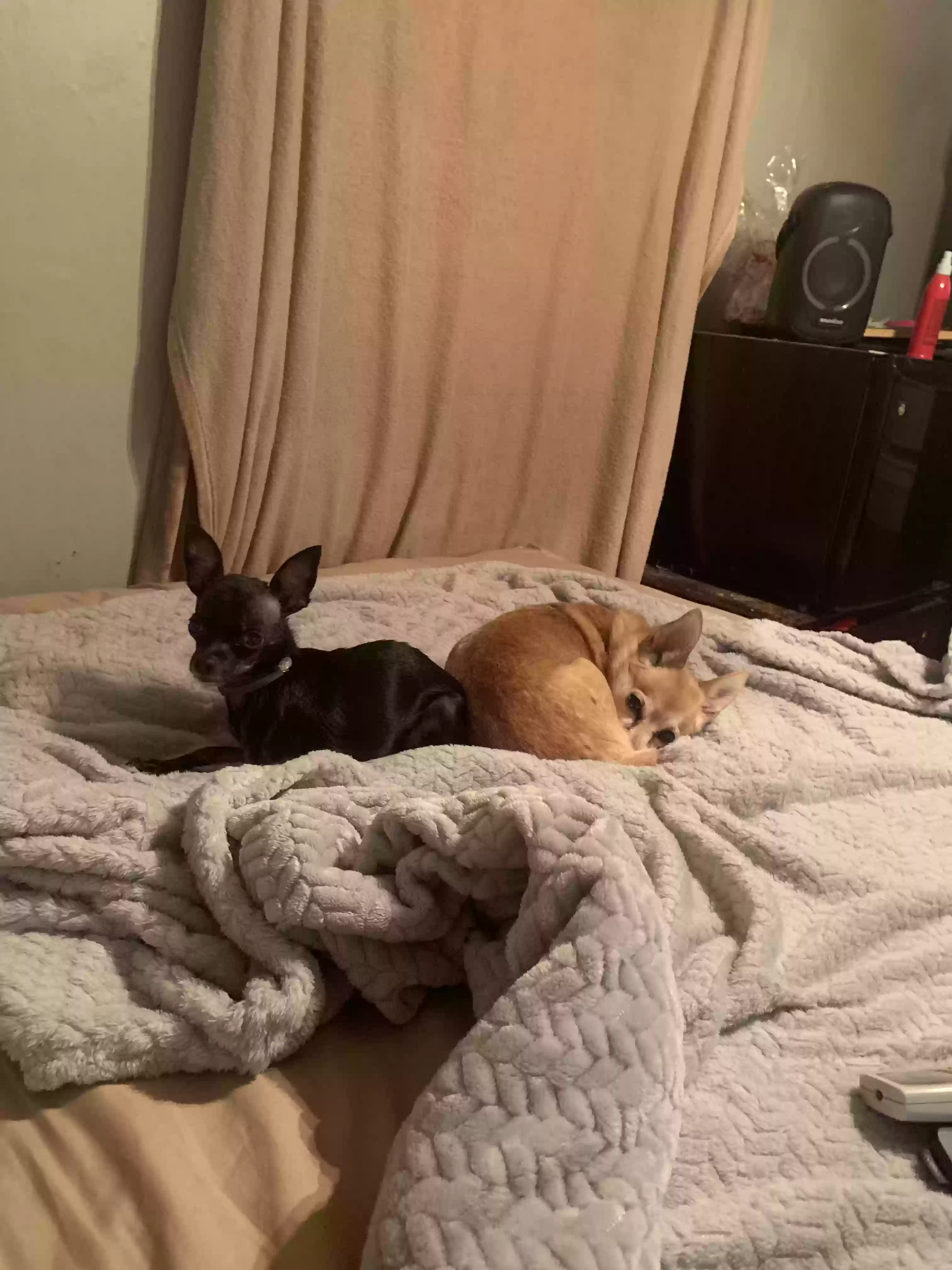 /lostandfound/images/lnfpets/original/169216_photo.webp