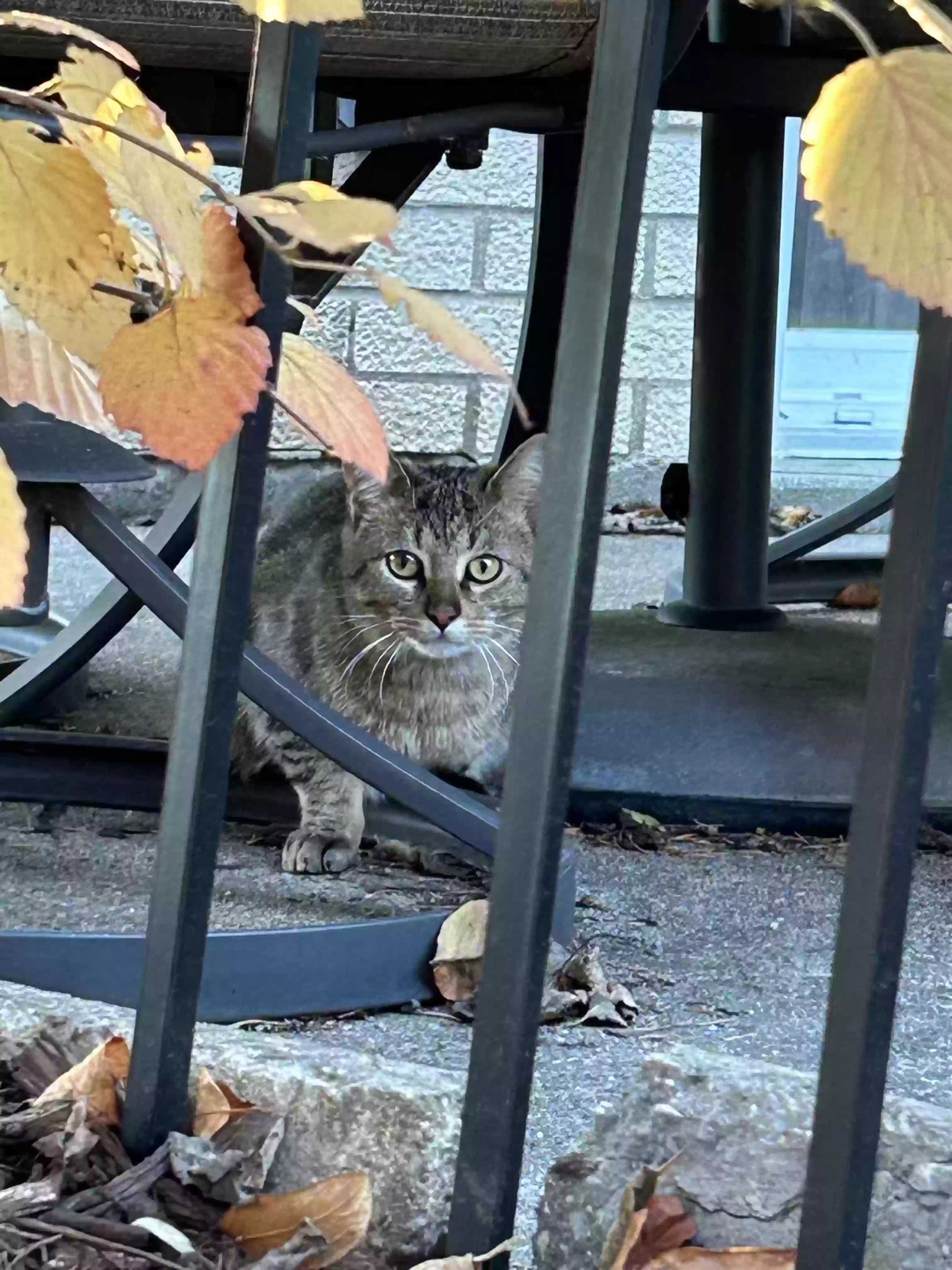 /lostandfound/images/lnfpets/original/169249_photo.webp