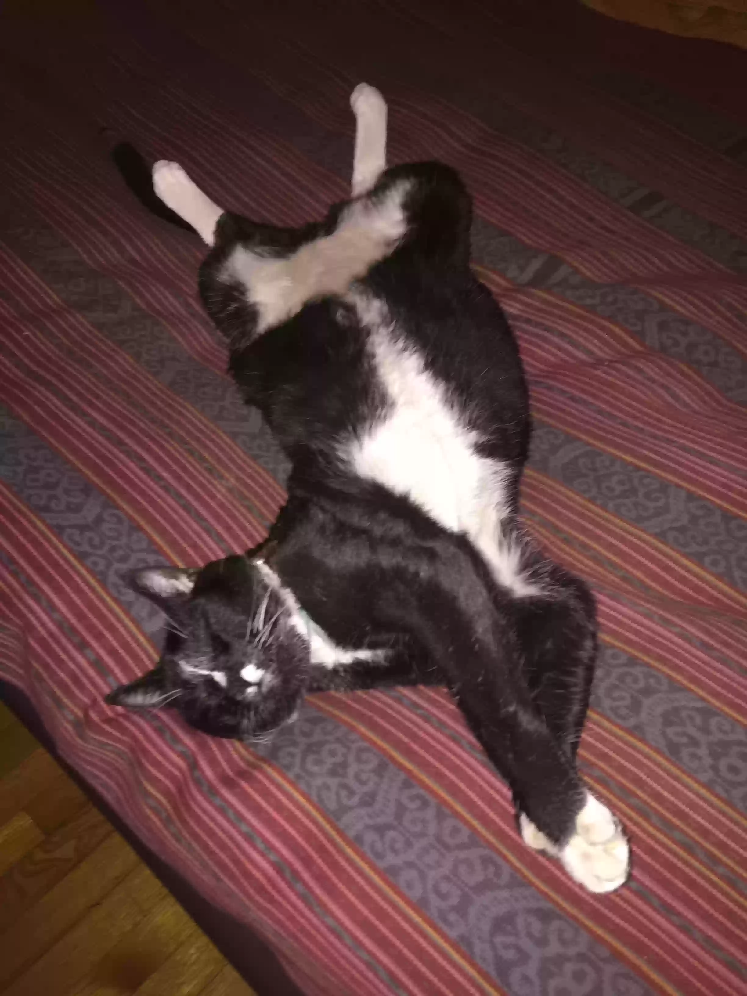 /lostandfound/images/lnfpets/original/169259_photo.webp