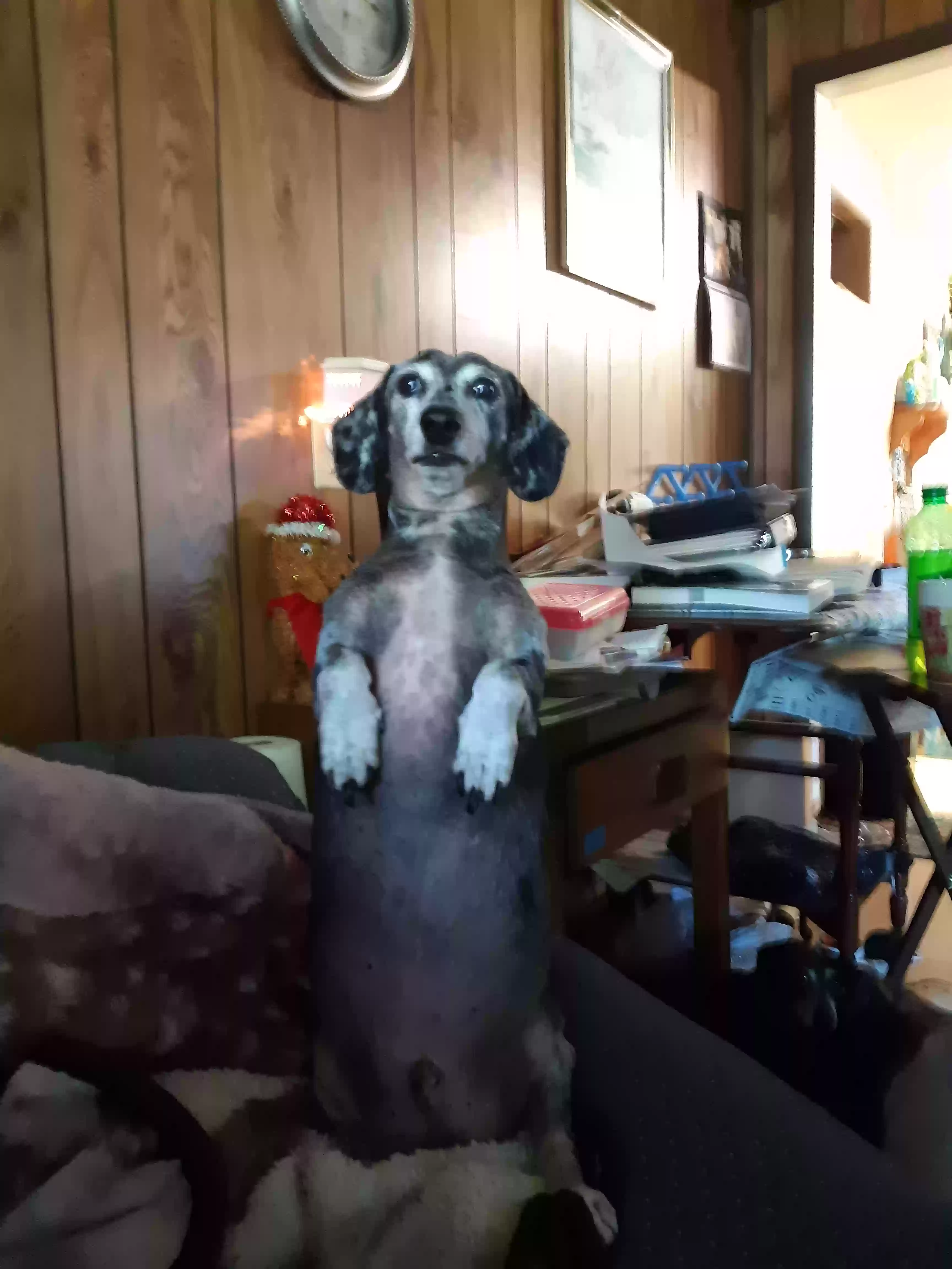 /lostandfound/images/lnfpets/original/169469_photo.webp
