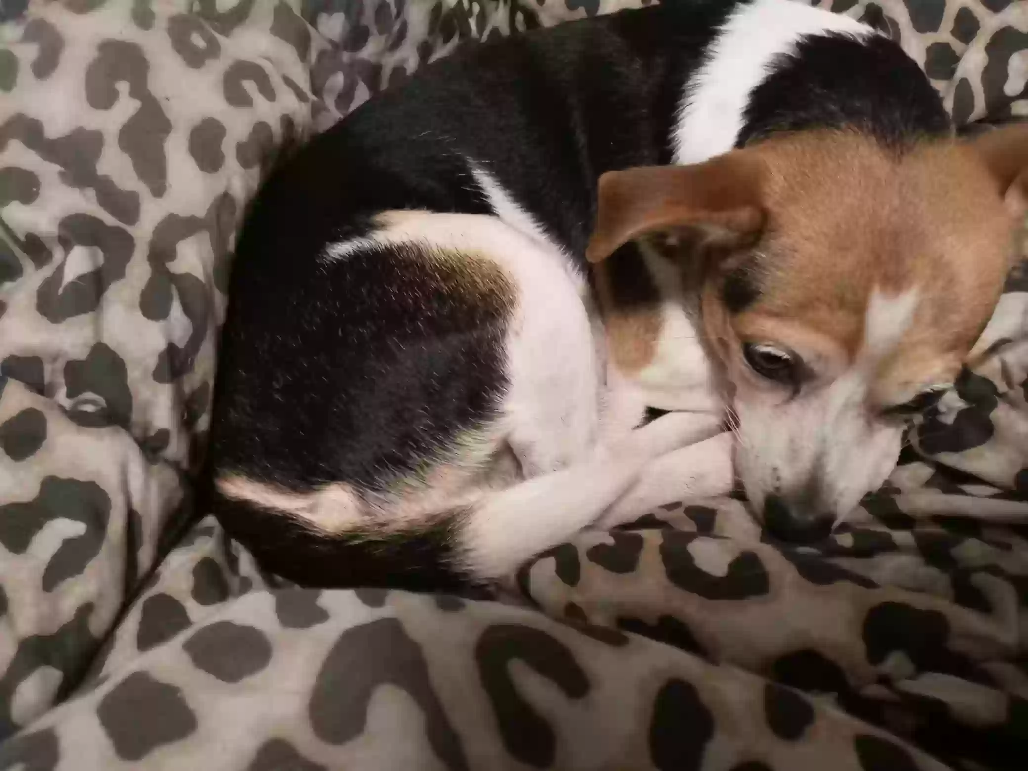 /lostandfound/images/lnfpets/original/169518_photo.webp