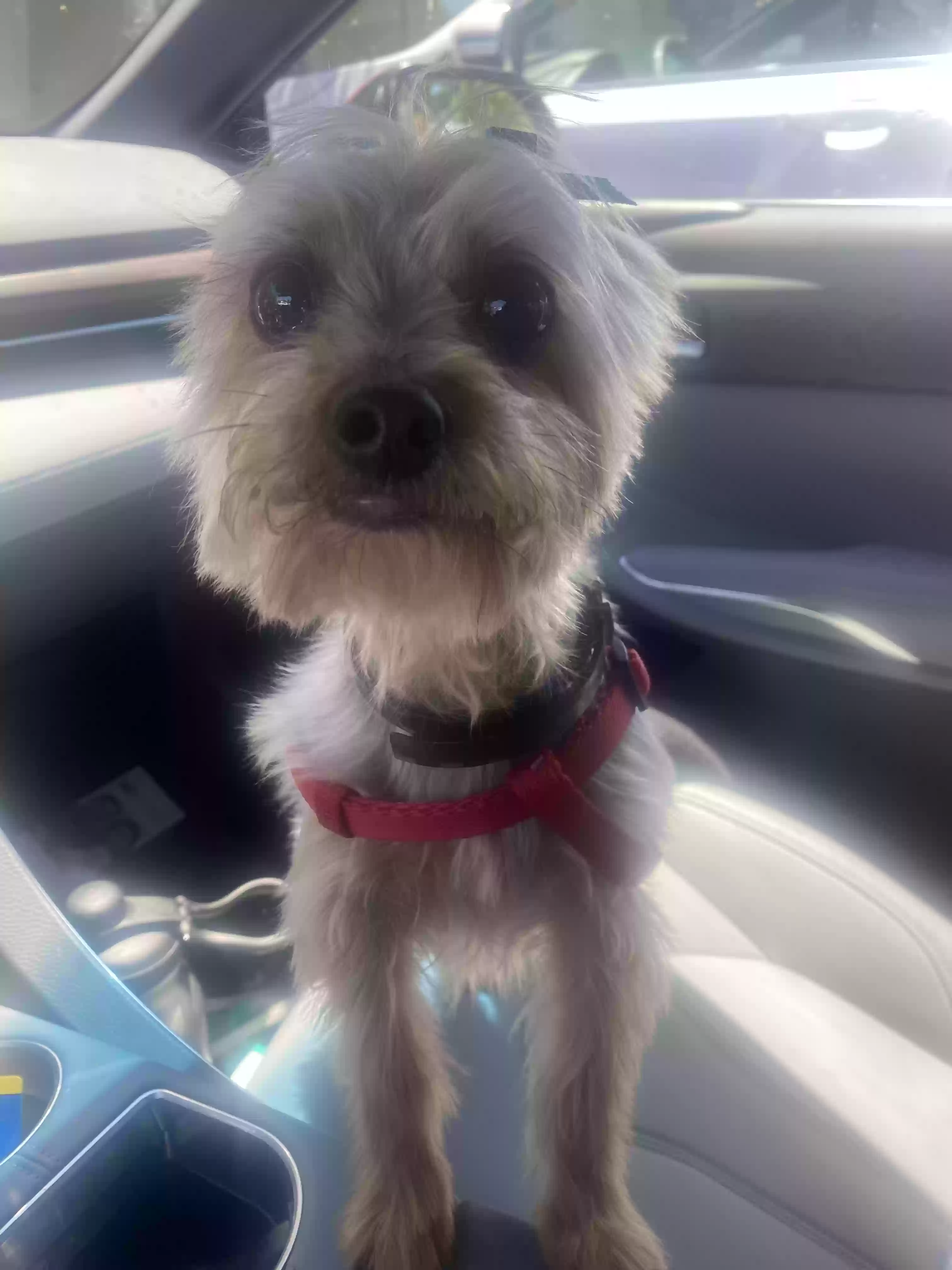 /lostandfound/images/lnfpets/original/169601_photo.webp