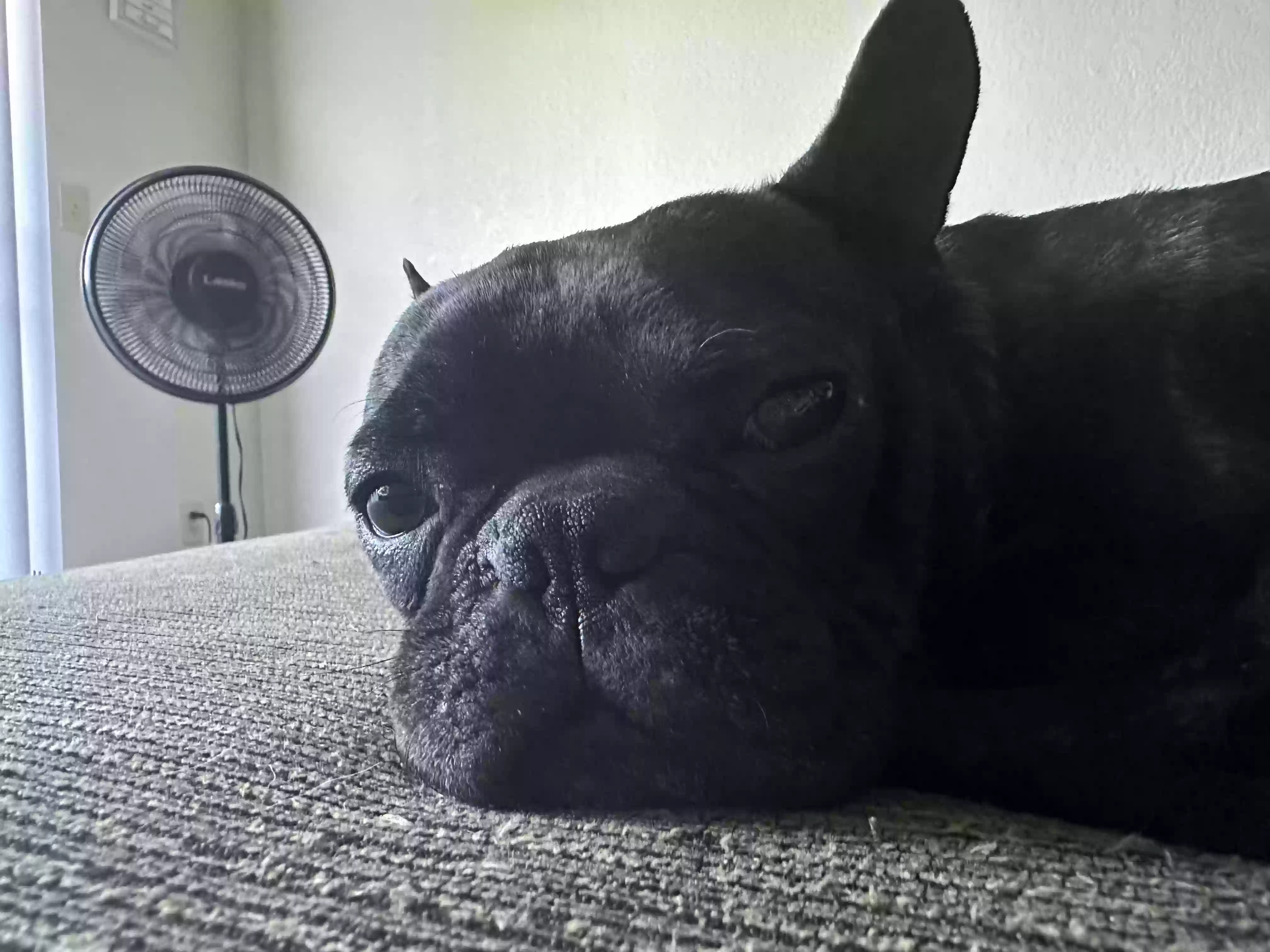 /lostandfound/images/lnfpets/original/169640_photo.webp