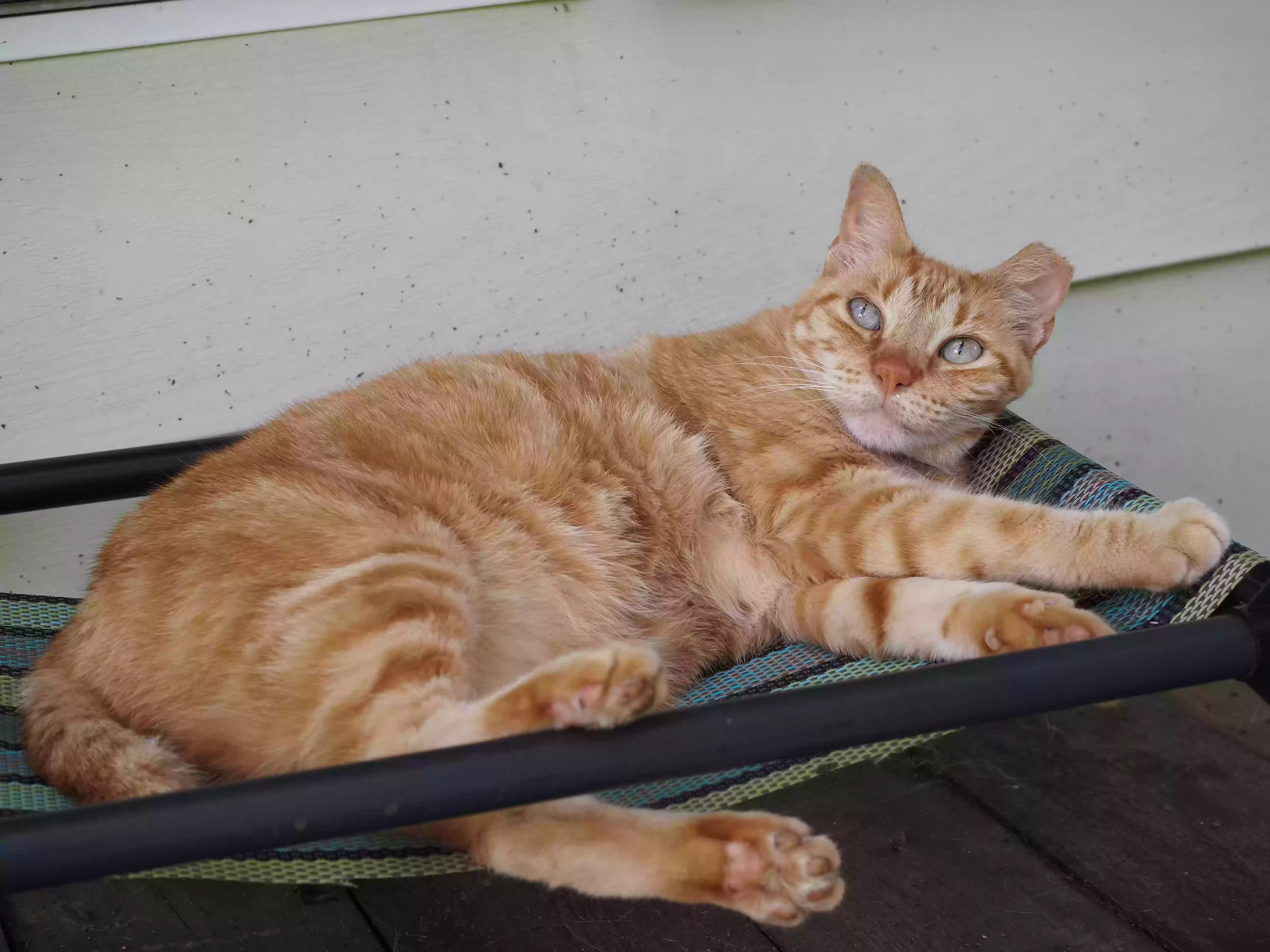 /lostandfound/images/lnfpets/original/169668_photo.webp