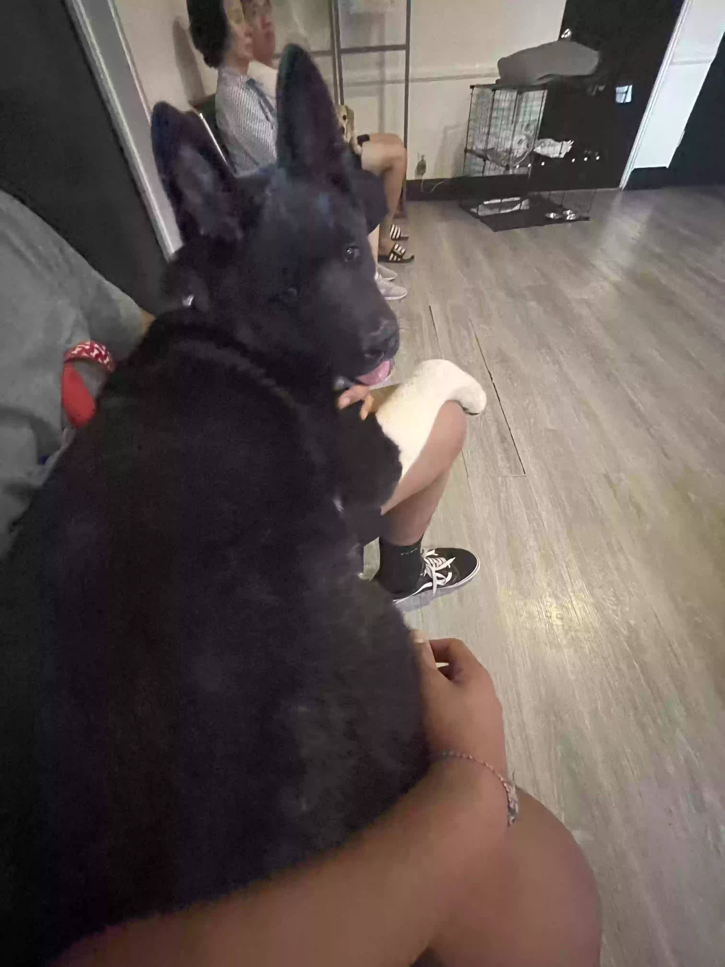 /lostandfound/images/lnfpets/original/169680_photo.webp