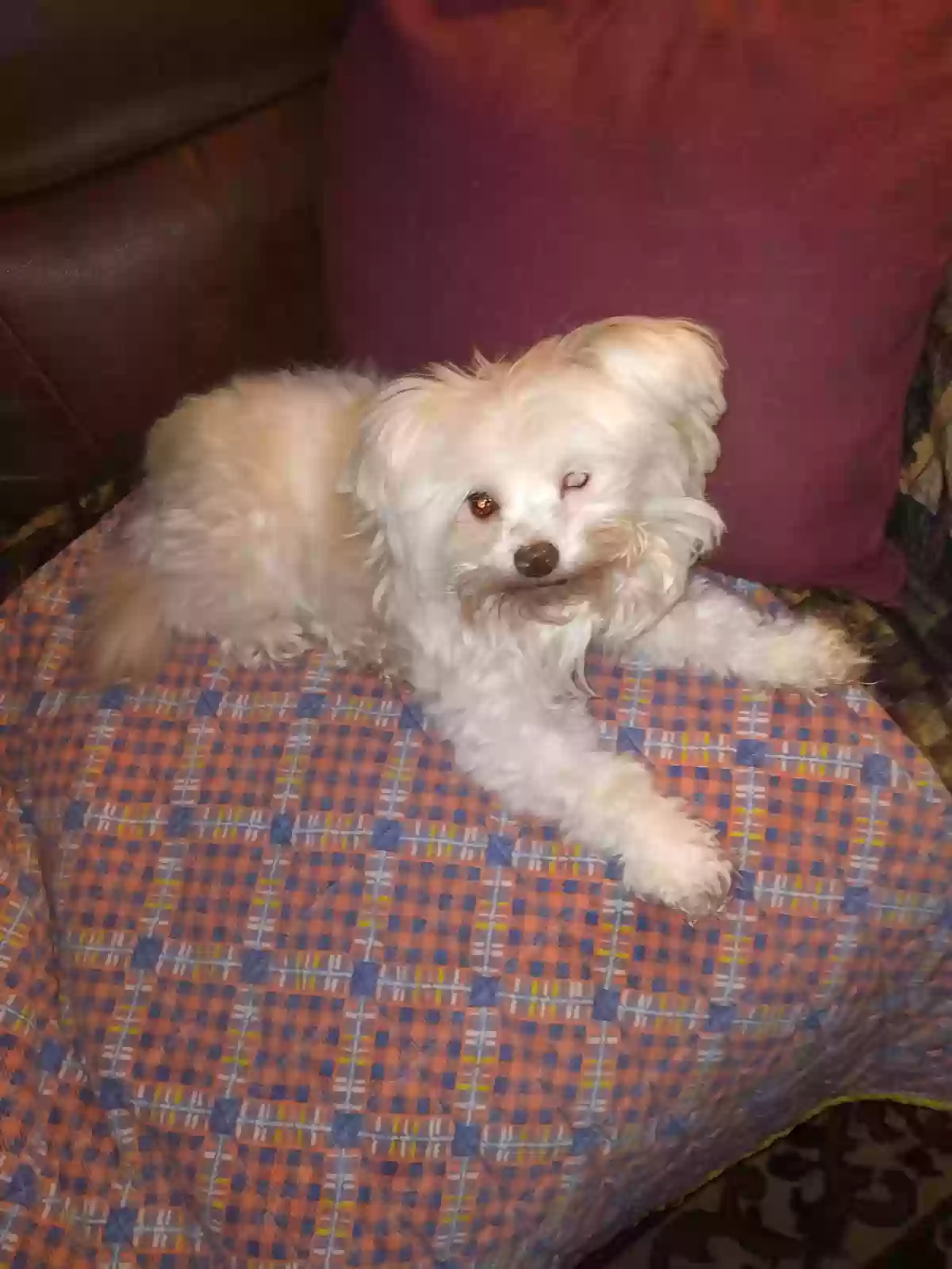 /lostandfound/images/lnfpets/original/169682_photo.webp