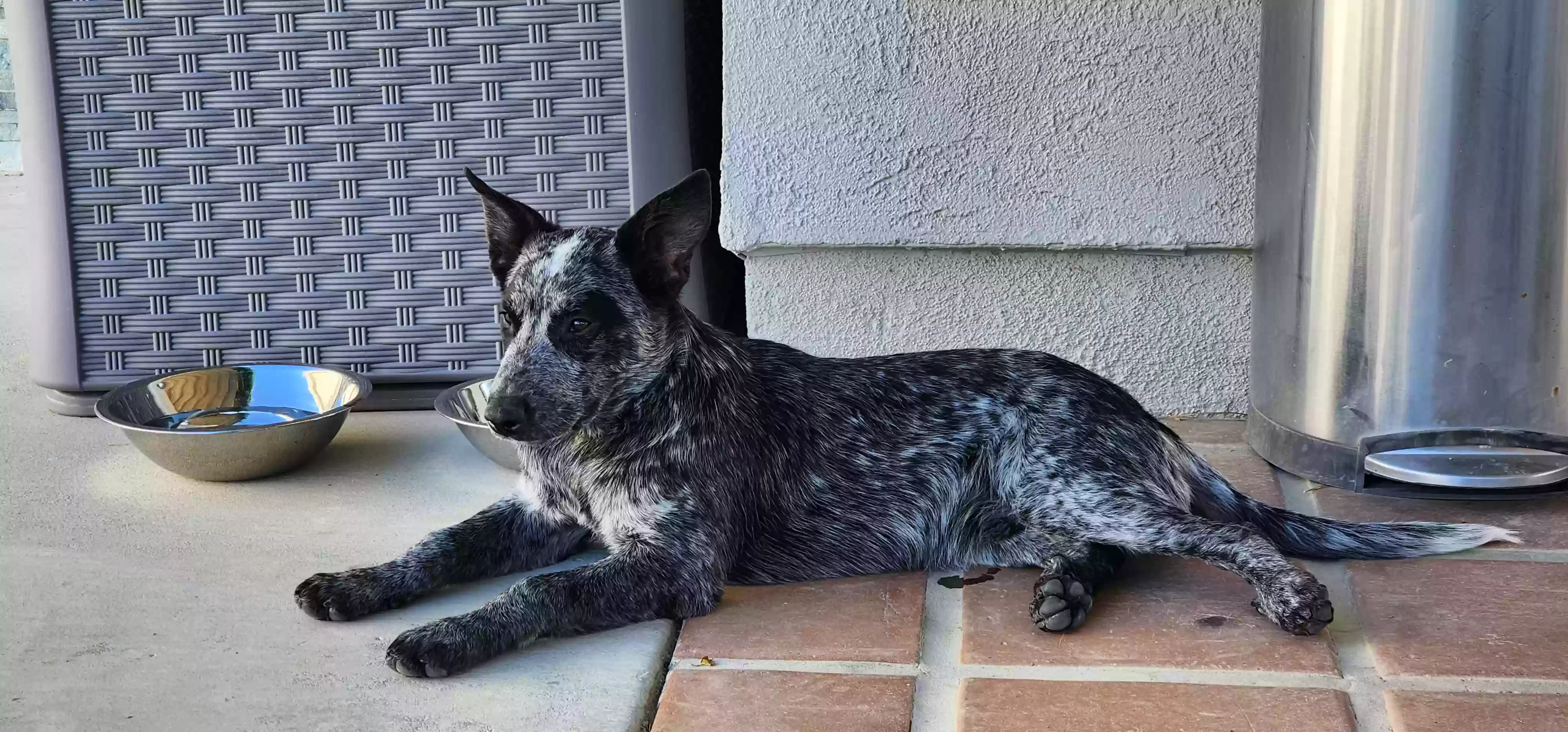 /lostandfound/images/lnfpets/original/169705_photo.webp