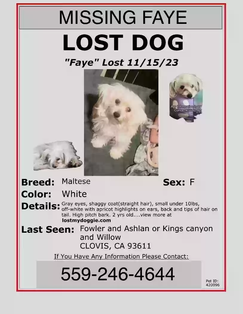 /lostandfound/images/lnfpets/original/169733_photo.webp