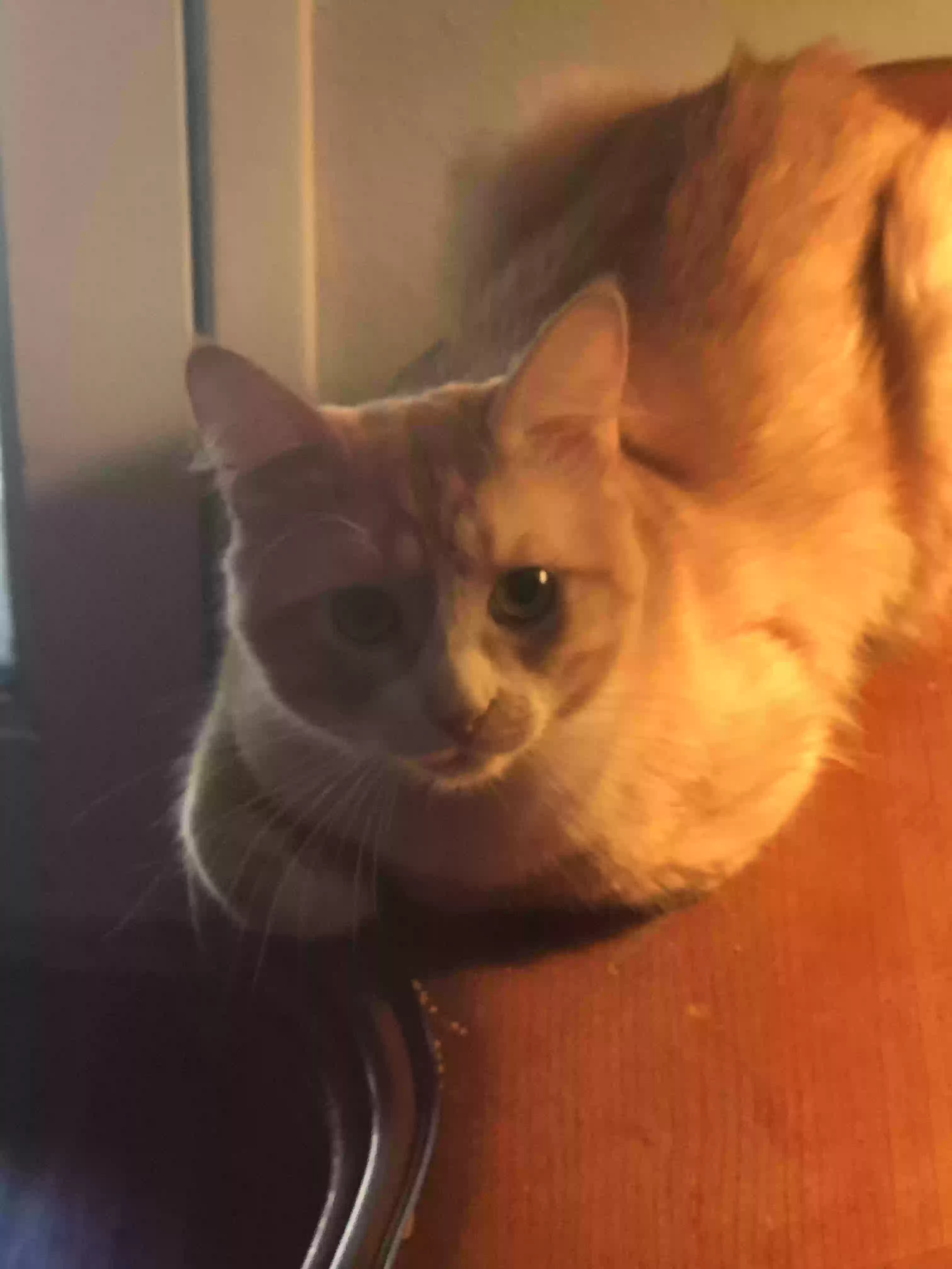 /lostandfound/images/lnfpets/original/169802_photo.webp