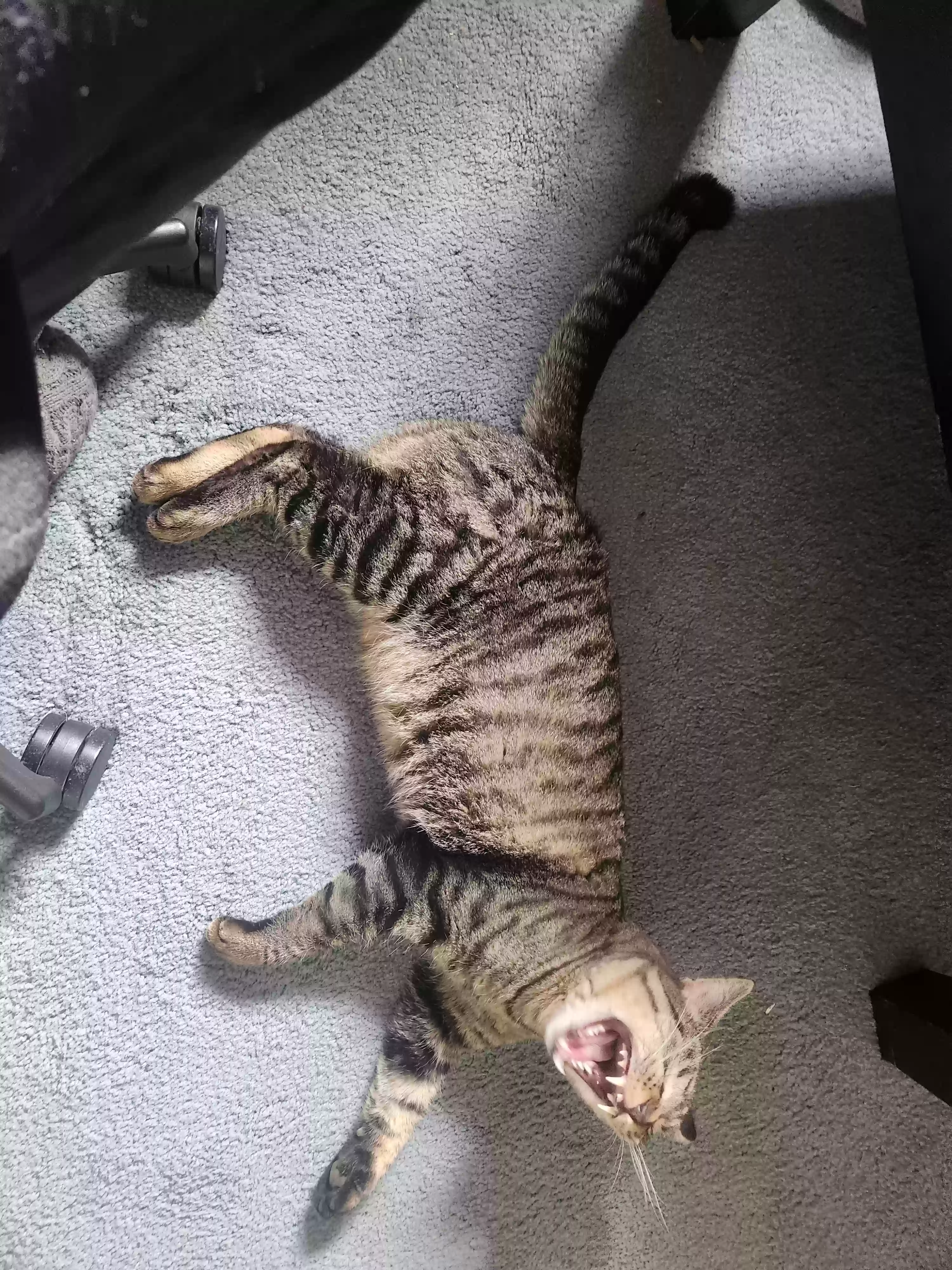 /lostandfound/images/lnfpets/original/169811_photo.webp