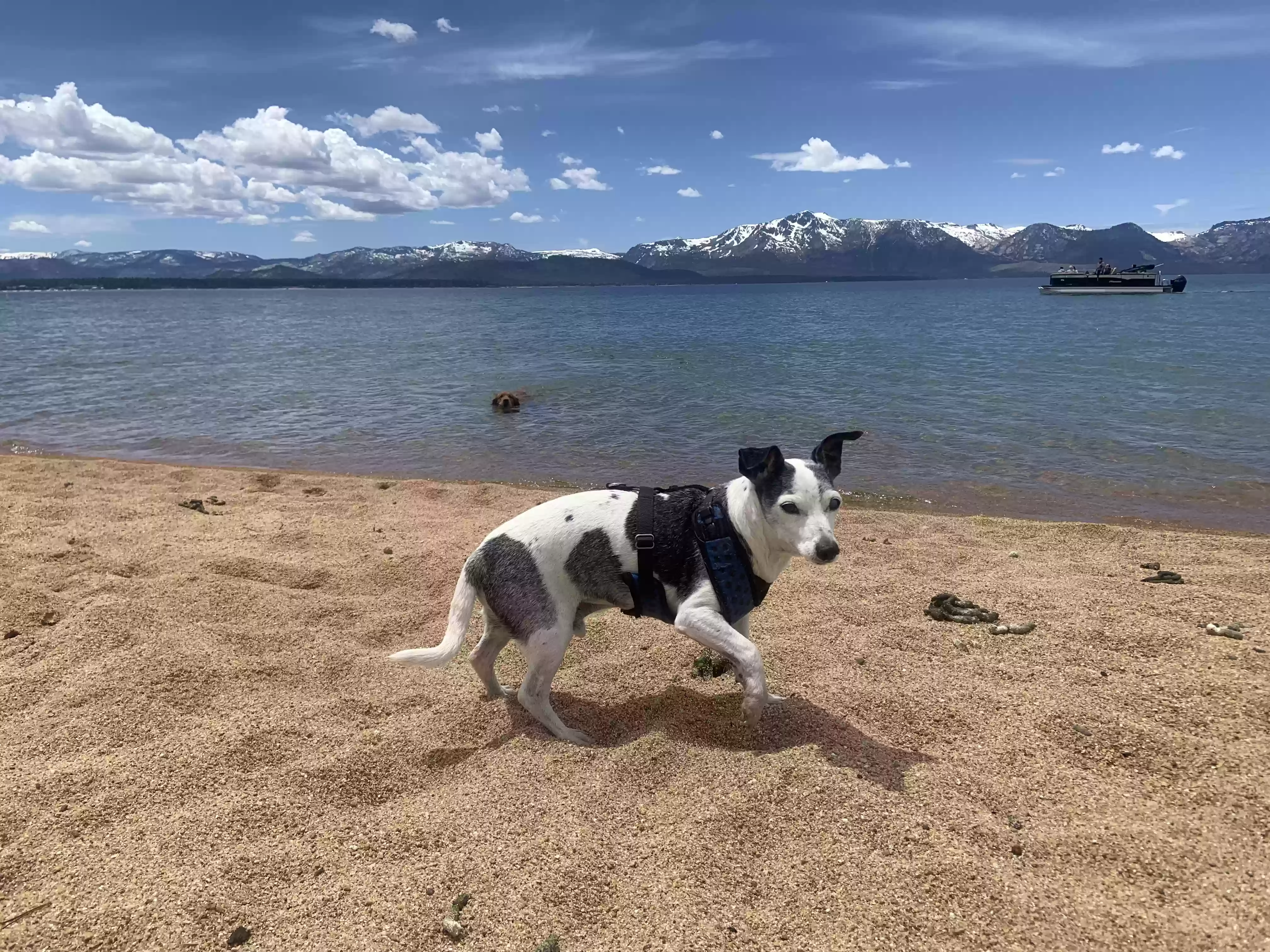 /lostandfound/images/lnfpets/original/169826_photo.webp