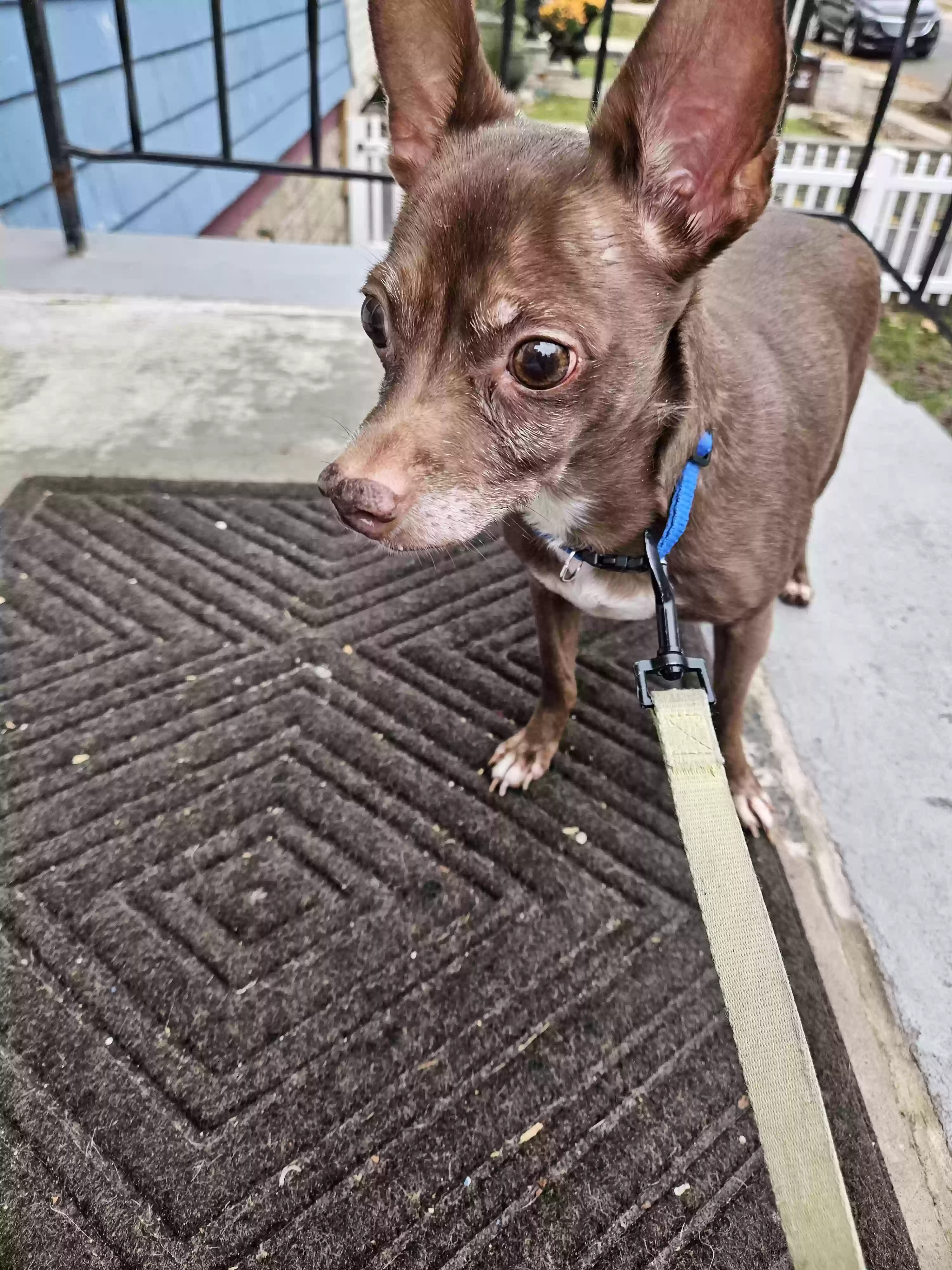 /lostandfound/images/lnfpets/original/169858_photo.webp