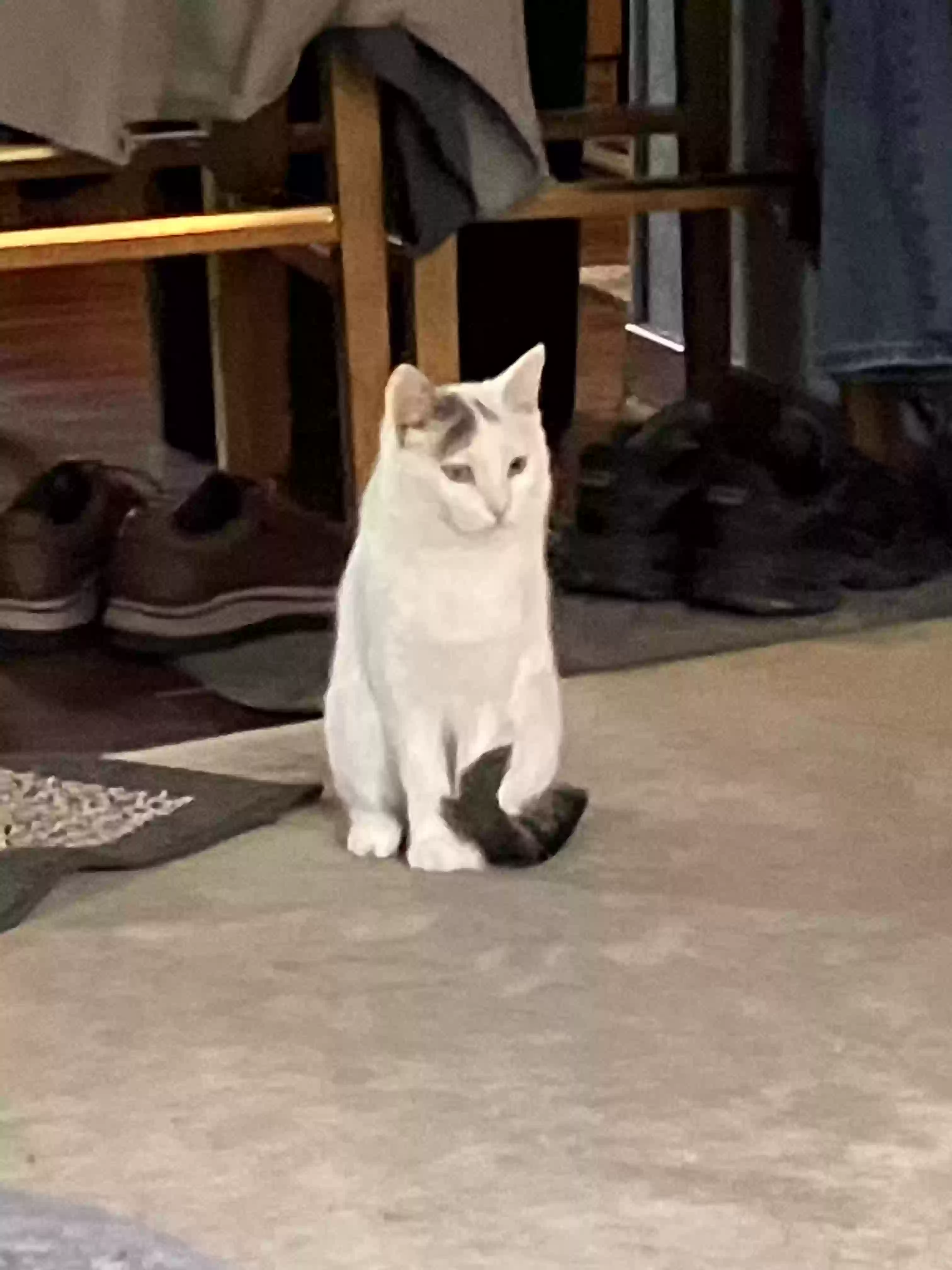 /lostandfound/images/lnfpets/original/169884_photo.webp