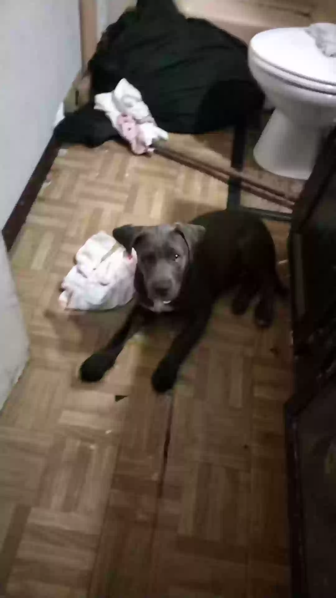 /lostandfound/images/lnfpets/original/169982_4575_Snapchat-702253668.webp
