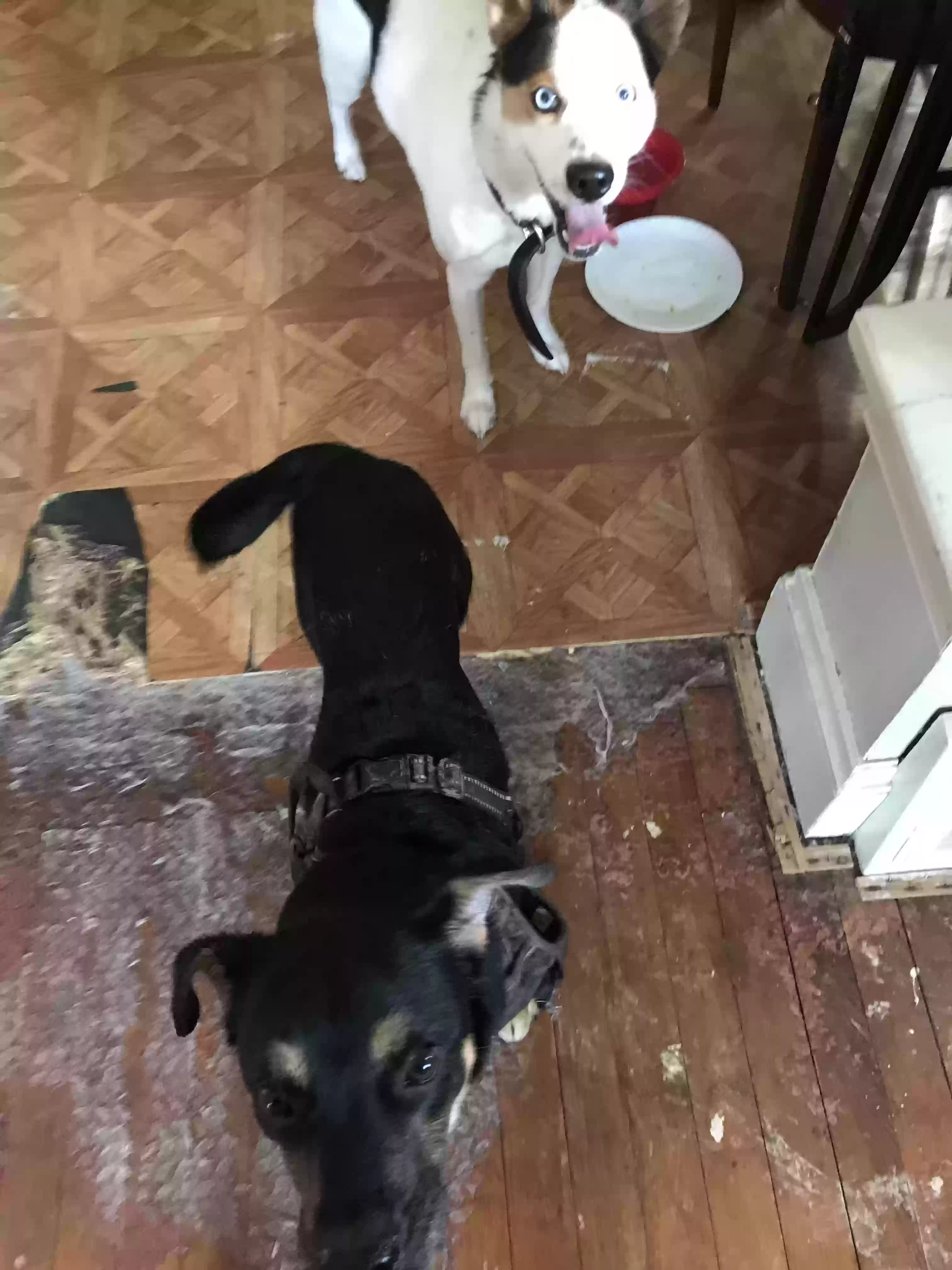 /lostandfound/images/lnfpets/original/169992_photo.webp