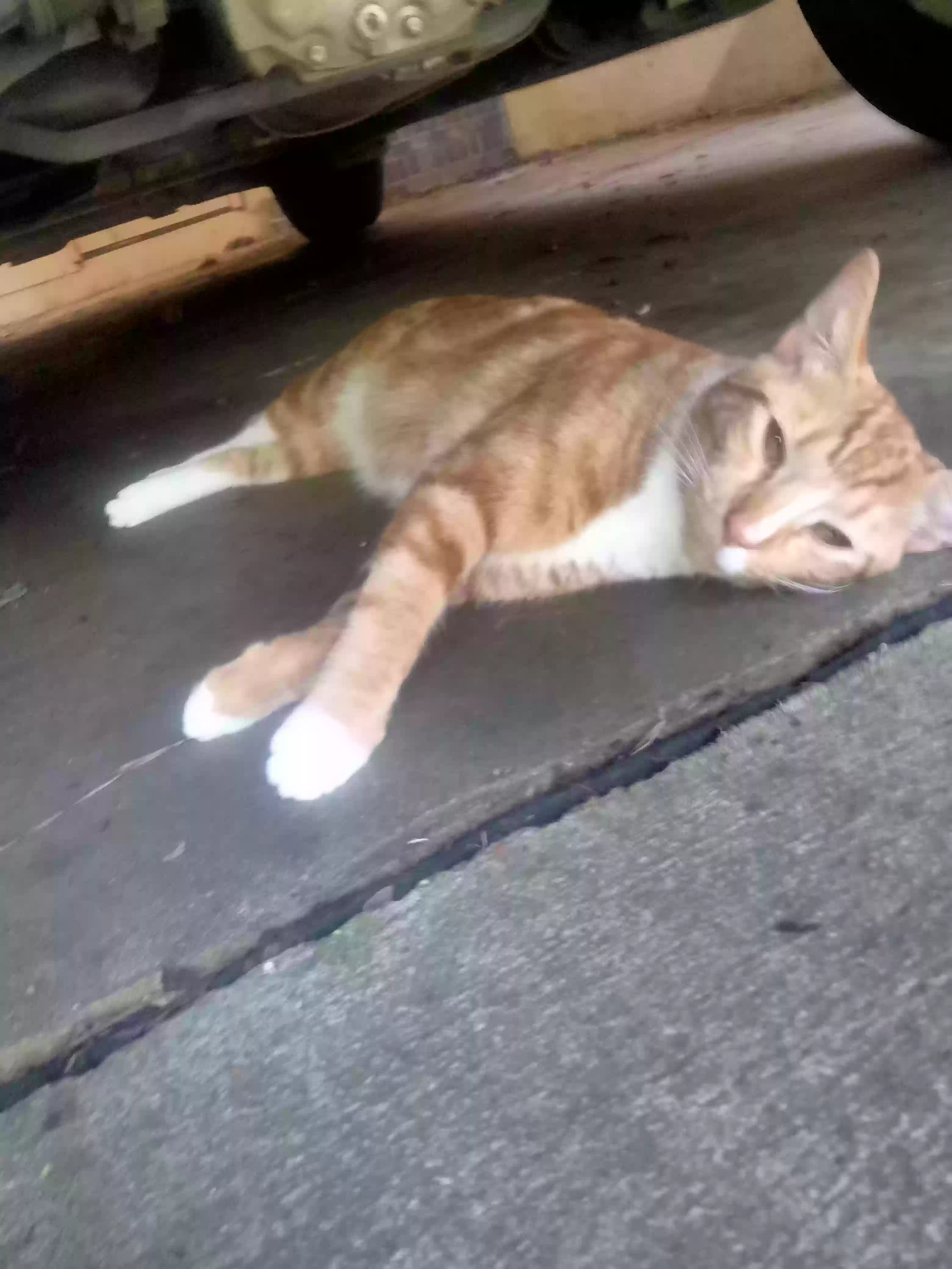 /lostandfound/images/lnfpets/original/170038_photo.webp