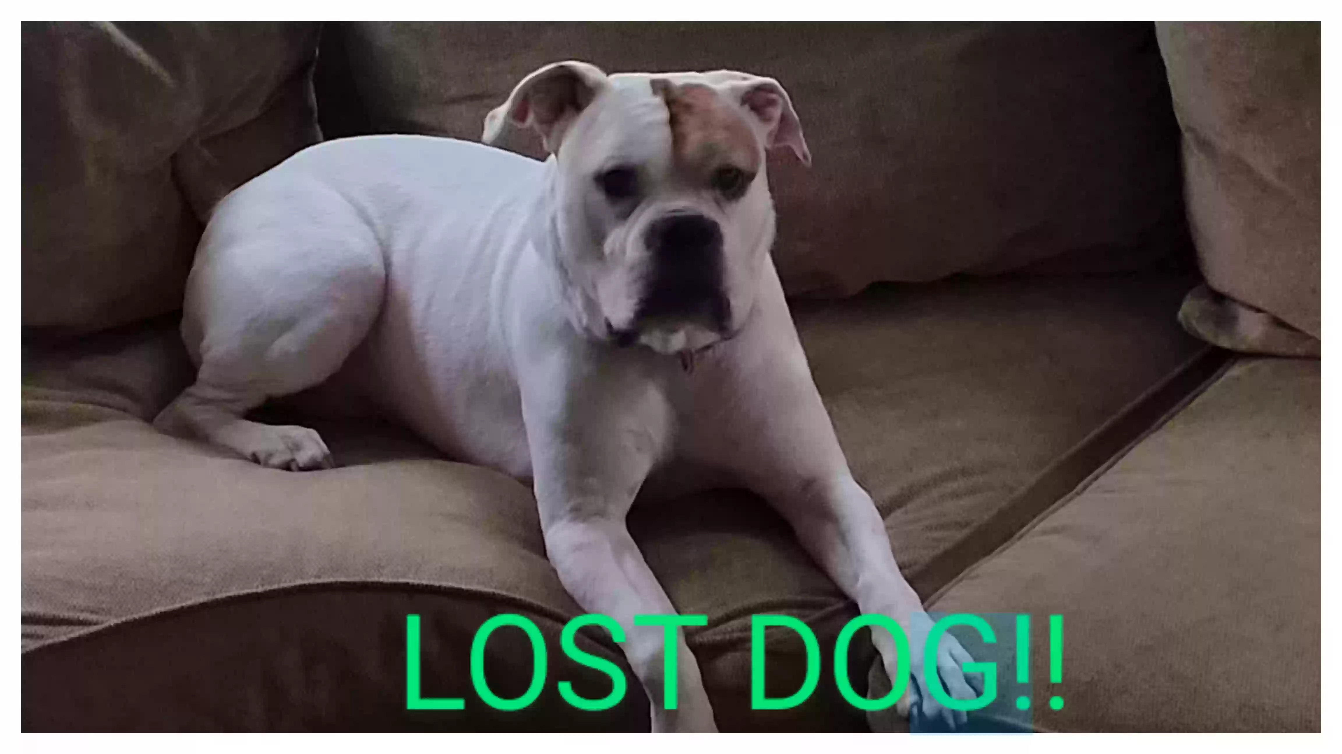/lostandfound/images/lnfpets/original/170045_photo.webp