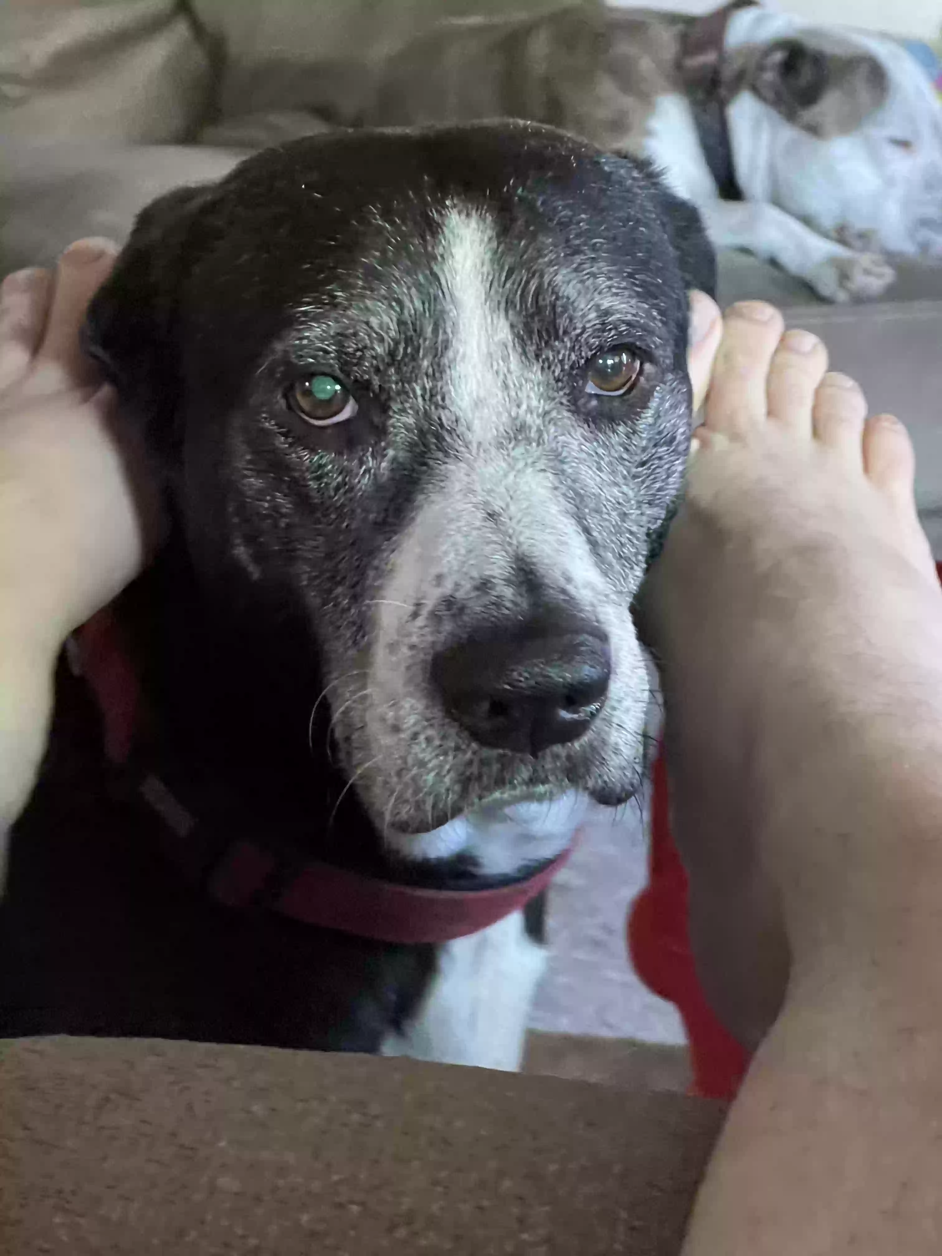 /lostandfound/images/lnfpets/original/170072_photo.webp