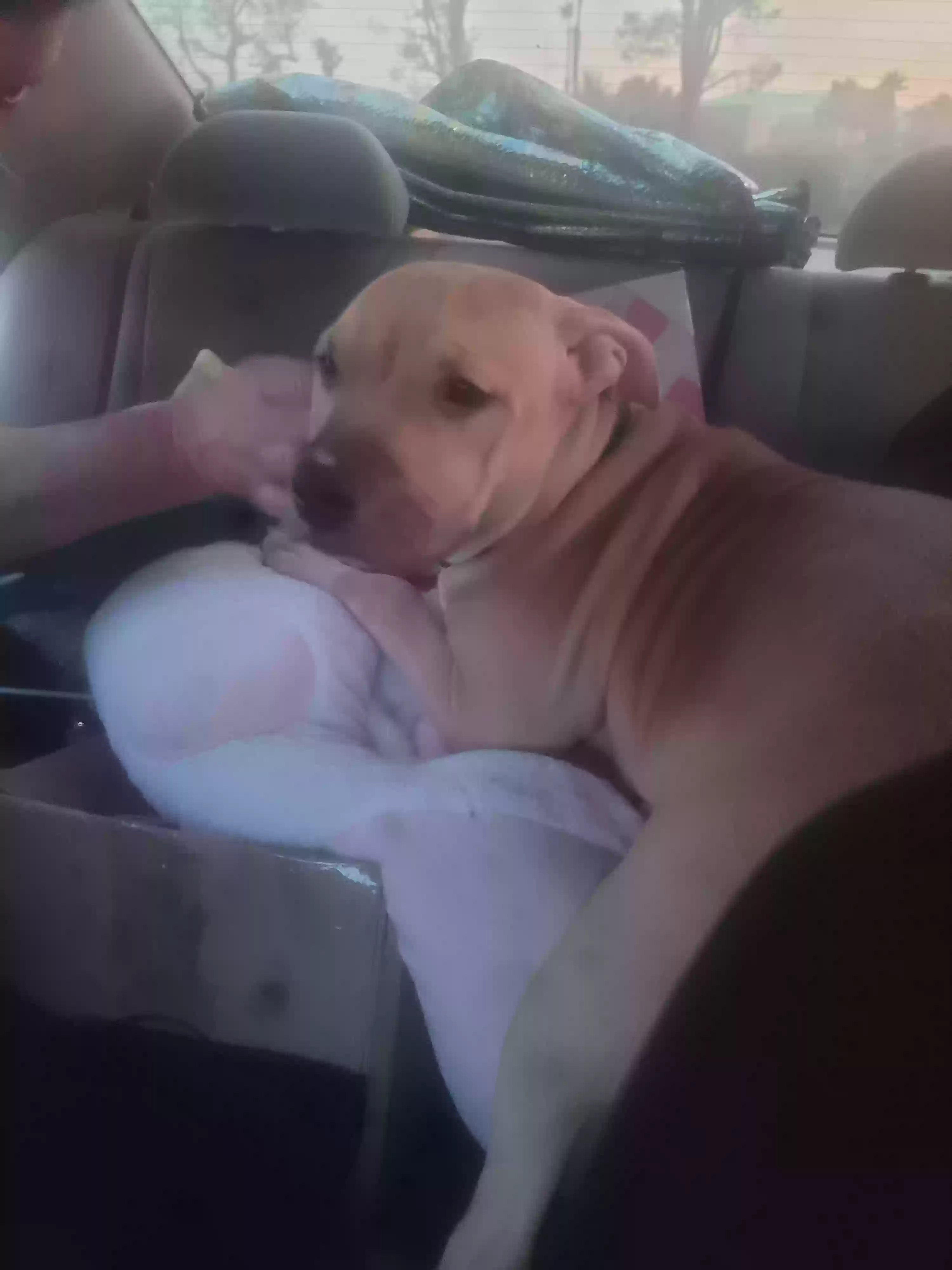/lostandfound/images/lnfpets/original/170092_photo.webp