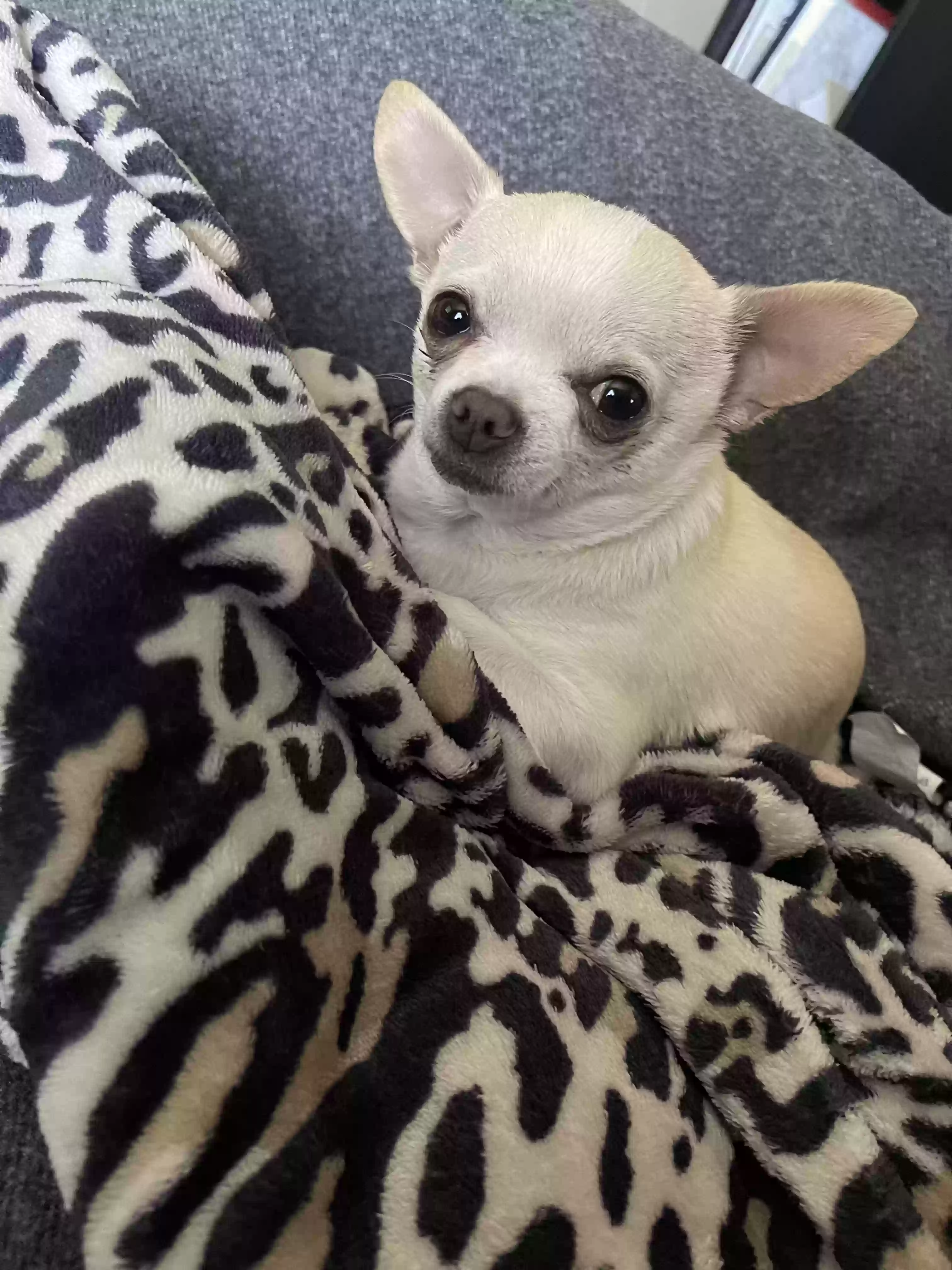 /lostandfound/images/lnfpets/original/170157_photo.webp